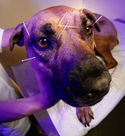 photo source: petsclan.com