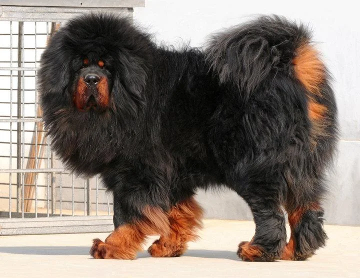 photo source: 101dogbreeds.com