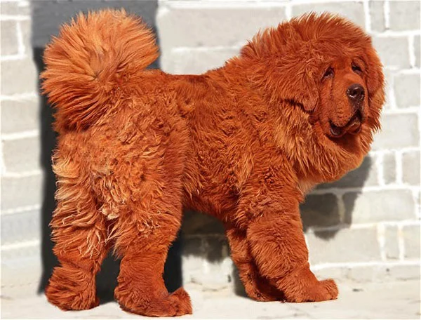 'Big Splash" the Tibetan Mastiff