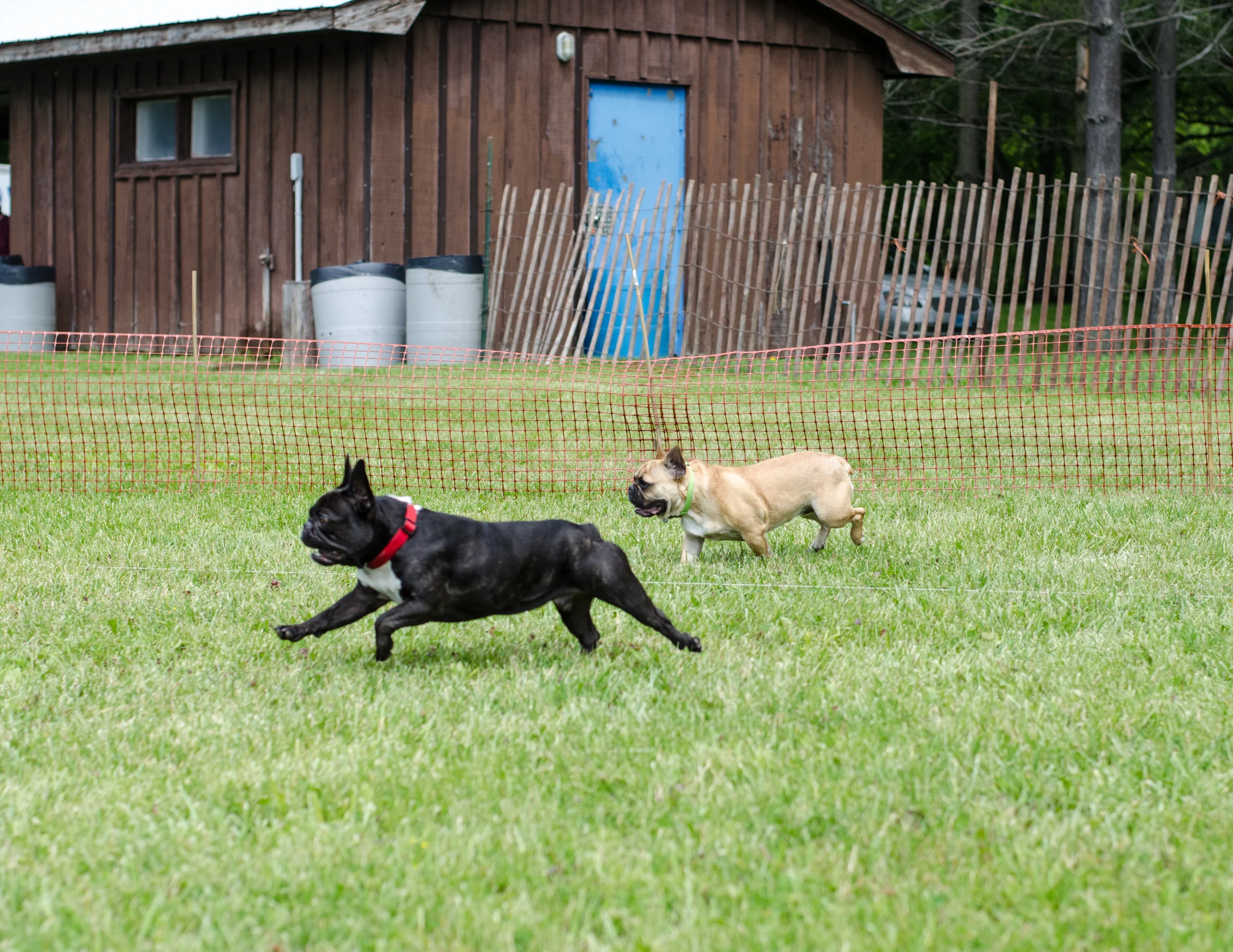 That is MARCEL chasing too!! One time we all went at the same times even!! ...