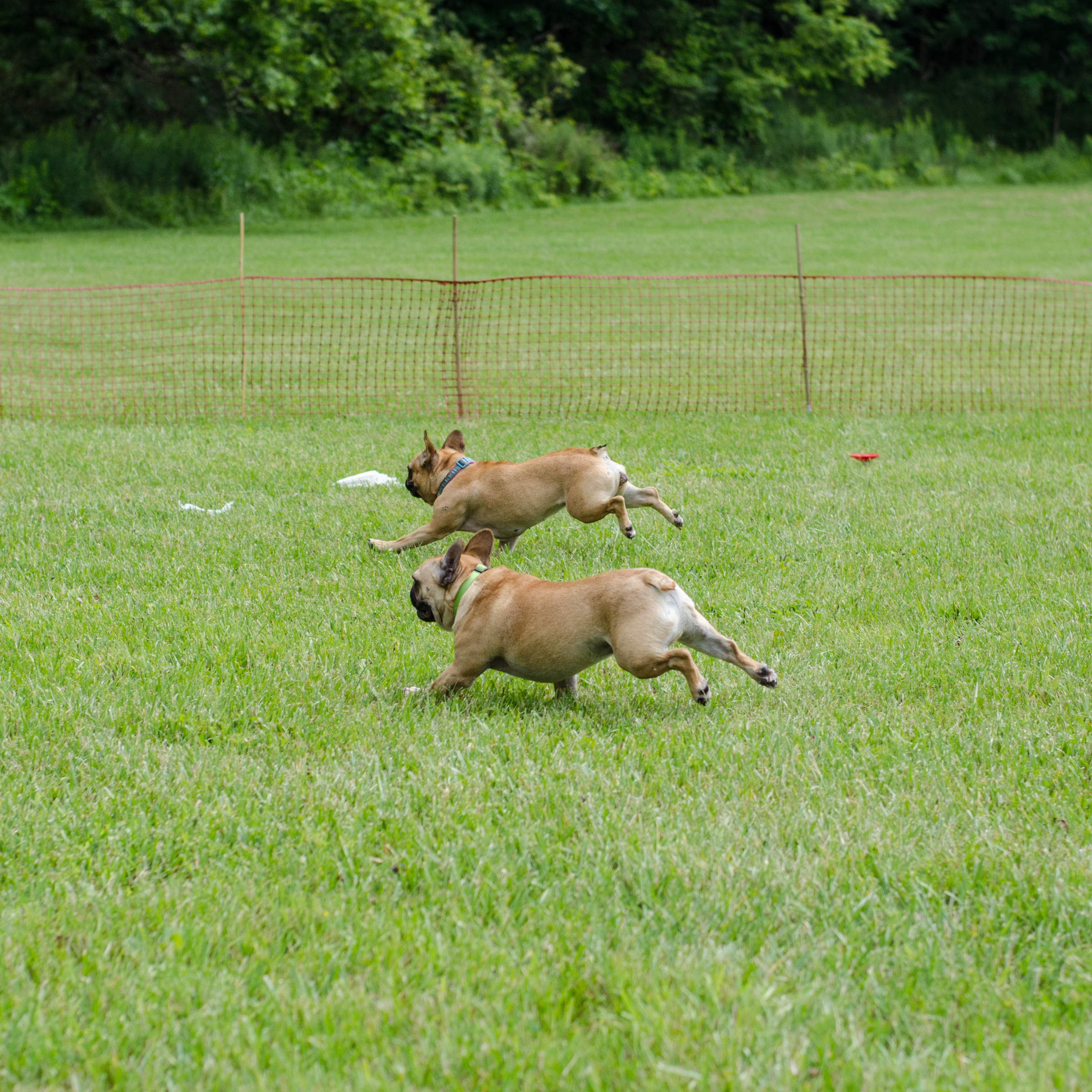 Mirabelle plus Marcel doing zoomers!! ....