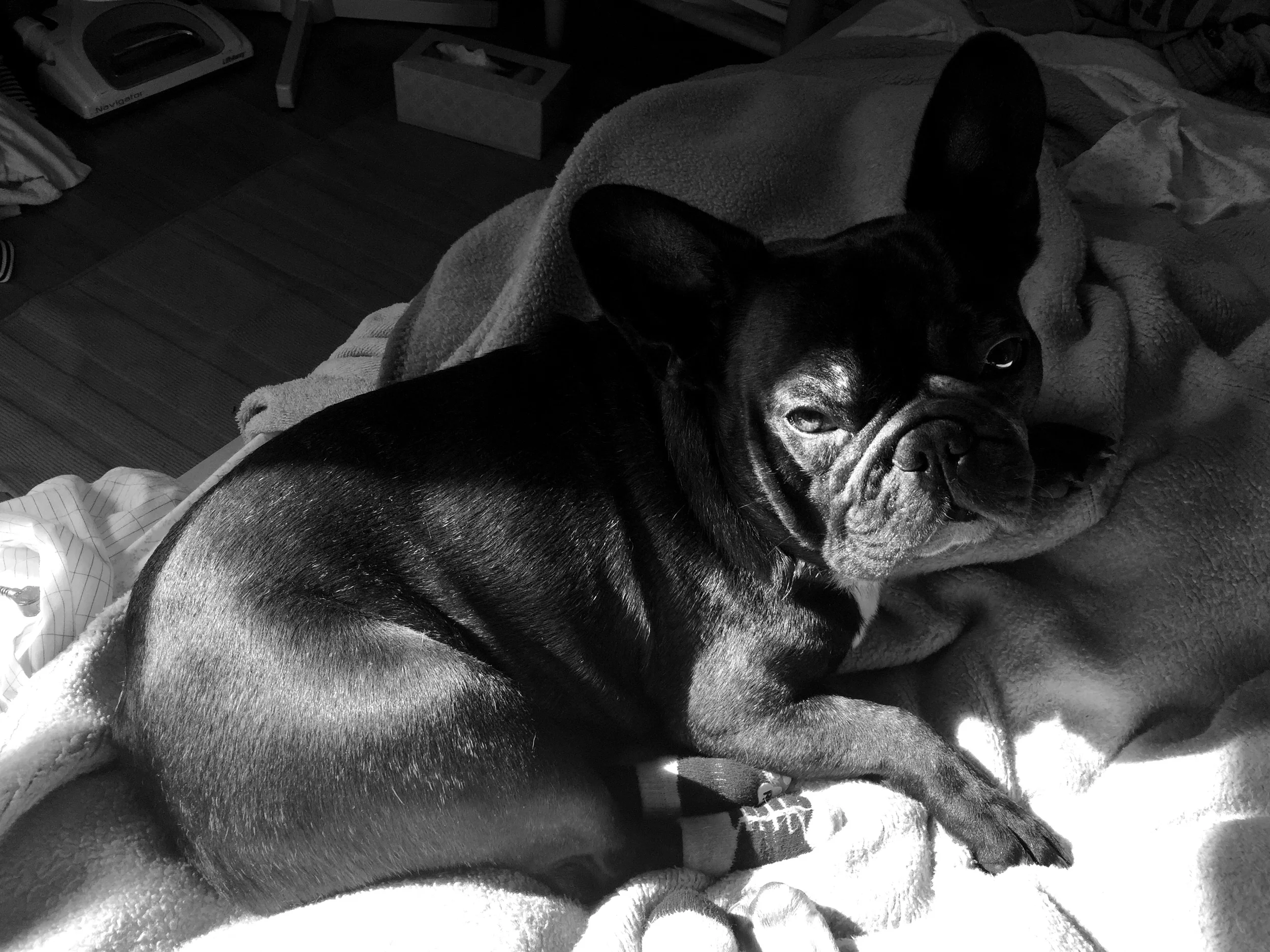 Hi guys. Yes. Me plus MIrabelle are sleepy in the brainmelon after our exploradventuring walkingtimes. Now we are getting all cozy in the bigbed for our nappingtimes and stuff. Wanna jump in too!!?? There is gigantical piles of room up here!! 😃 ............