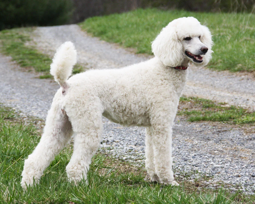 fanpop.com / standard poodle