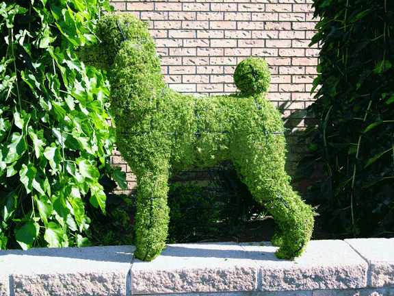 A sooperdooper rare TOPIARY POODLE poserating for the camerabox. 