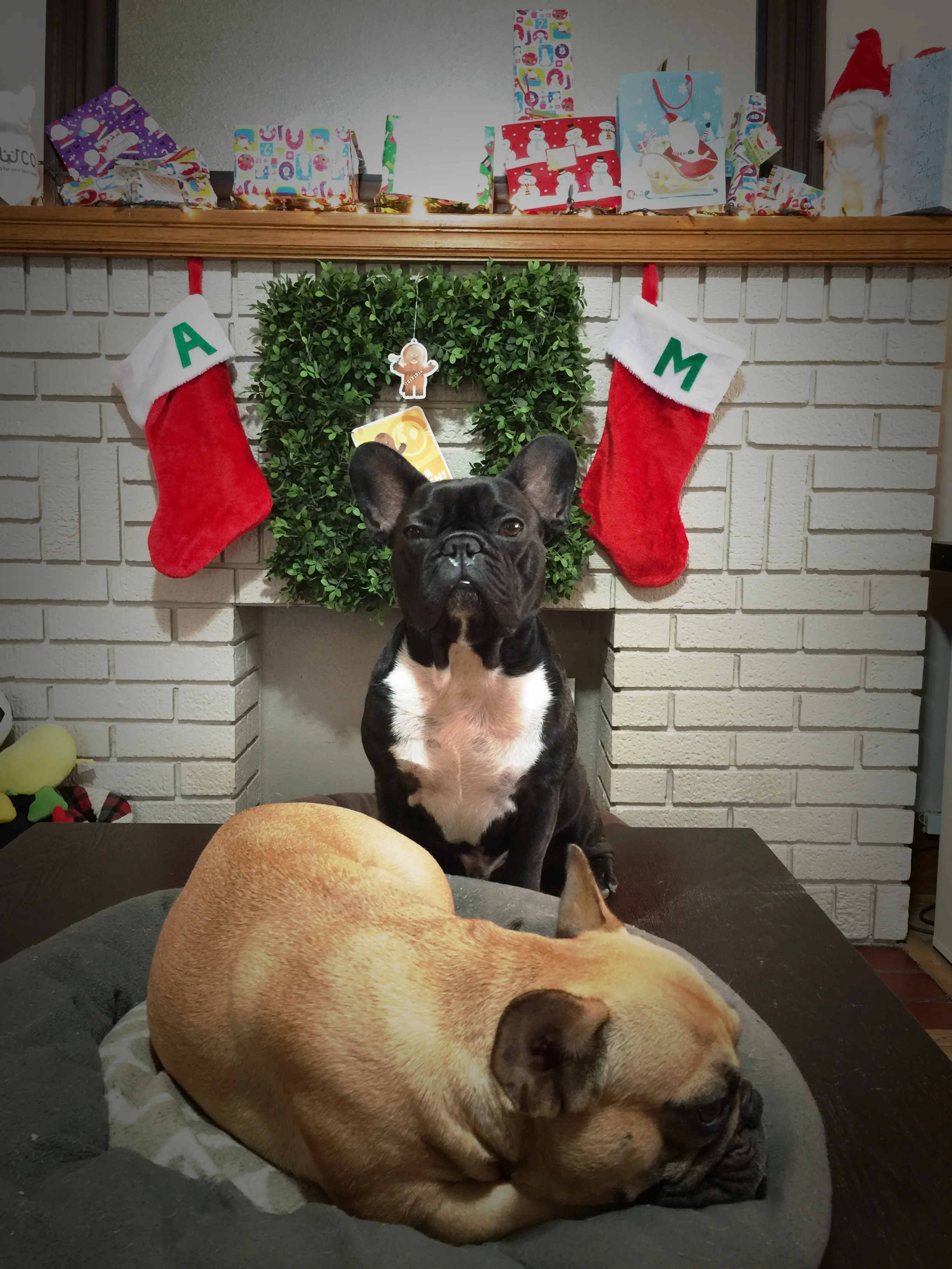 MIrabelle is all sleepy in the brainmelon alreadytimes, so I am gonna get Mum plus Pop to scooper up into the bigbed so we can go to the dreamingplace.........