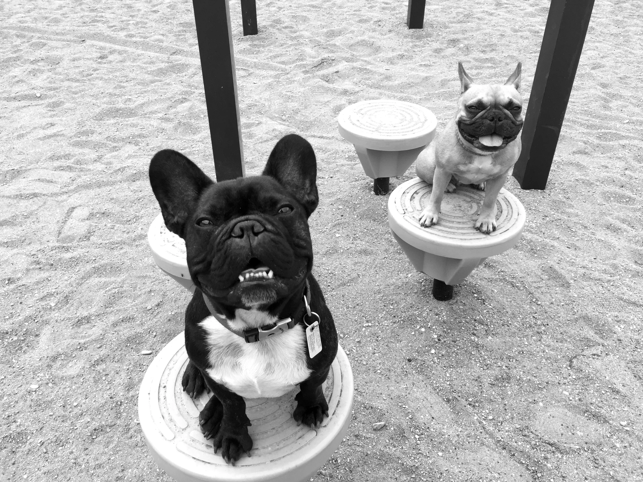 Hee hee!! Hi guys!! This picturestory is me, ARCHIE BRINDLETON plus MIRABELLE too at a juniorperson goofballery park!! We are having HappyFunTimes poserating on some circleseats!! 😊 ...............