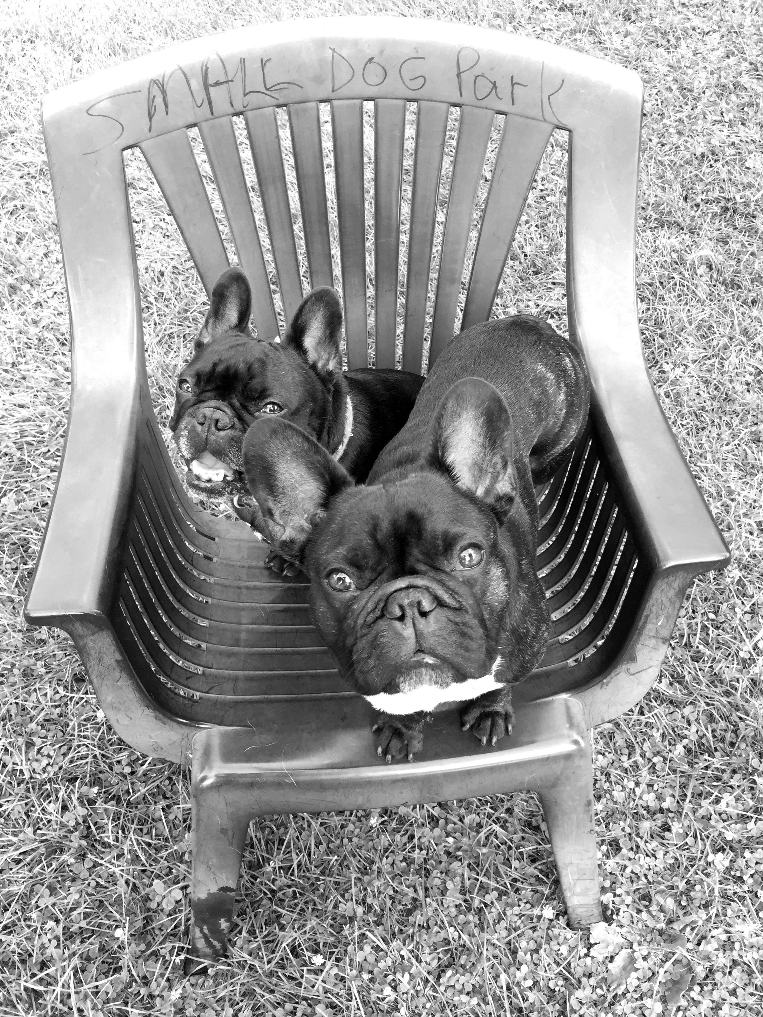 Now we are at the puppy playground, guys!! Plus this one is of ME, plus COUSIN ELLIE!! Yup!! I luvluvlove my Cousin Ellie, guys!! 😊😊😊 ...............