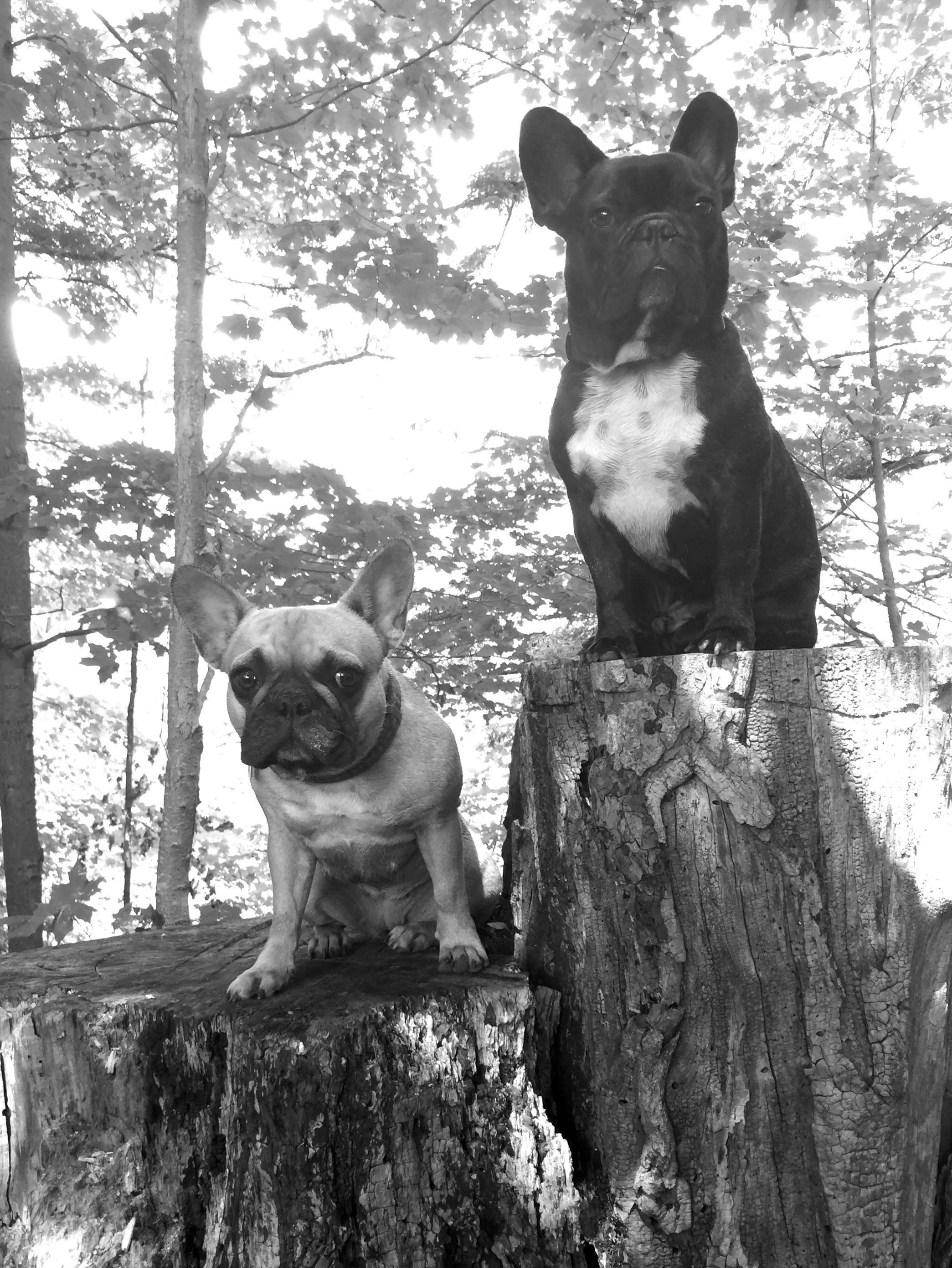 YESSSSSSSSS!! I like this soopercool one from when me plus my MIRABELLE were in the woodsyparts of MEADOWLILLY WOODS!! 😊 ...................