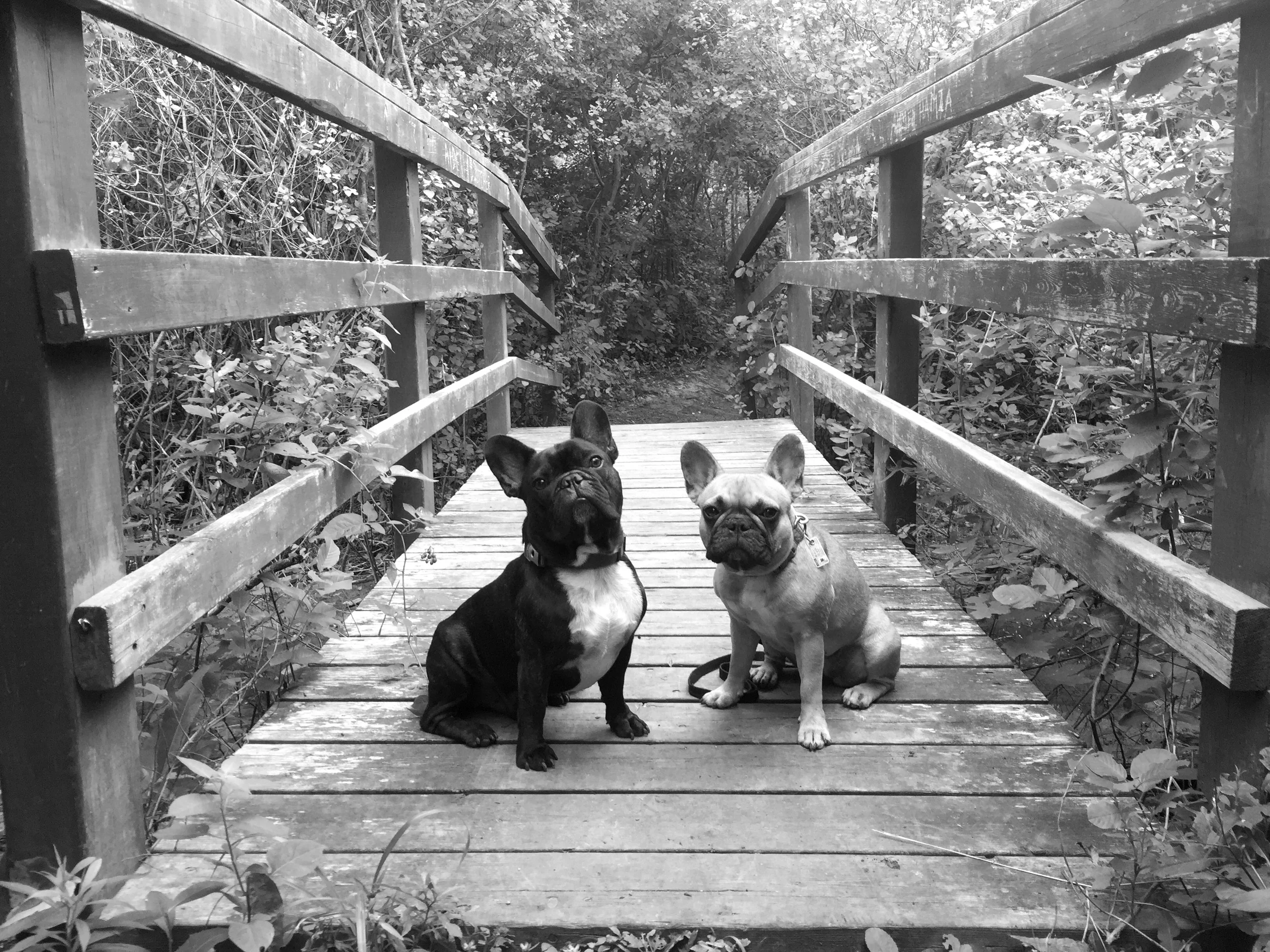 Last one is from WESTMINSTER PONDS, guys!! This was a soopertough walkingroad that pretty much disavanished in places!! Truestory!! Butt 'ventually we found this soopercool stickybridge for poserating!! Shanksh for checking out the lastest pile of PICTURESTORIES WITH NO RAINBOWPARTS, everybuddy!! Yes!! Hope you liked them plus hope you are having a sooperfun Tuesdaytimes too!! 😊😊😊