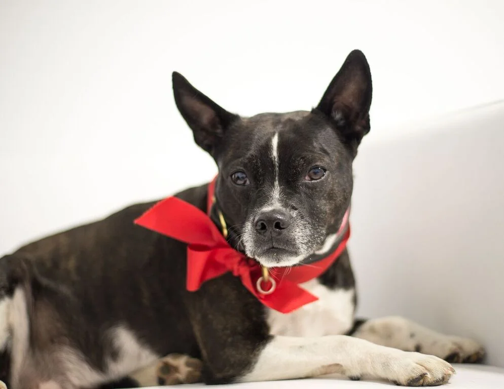 Nextofalls is a sooper'pretty picturestory of a sooperpretty puppygirl!! Yup!! It is DAISYDUKE, guys plus can you even bleeve she is NINE YEARTIMESOLD!!?? Not me!! That is crazybananas 'cuz she still looks like just a puppyperson!! 