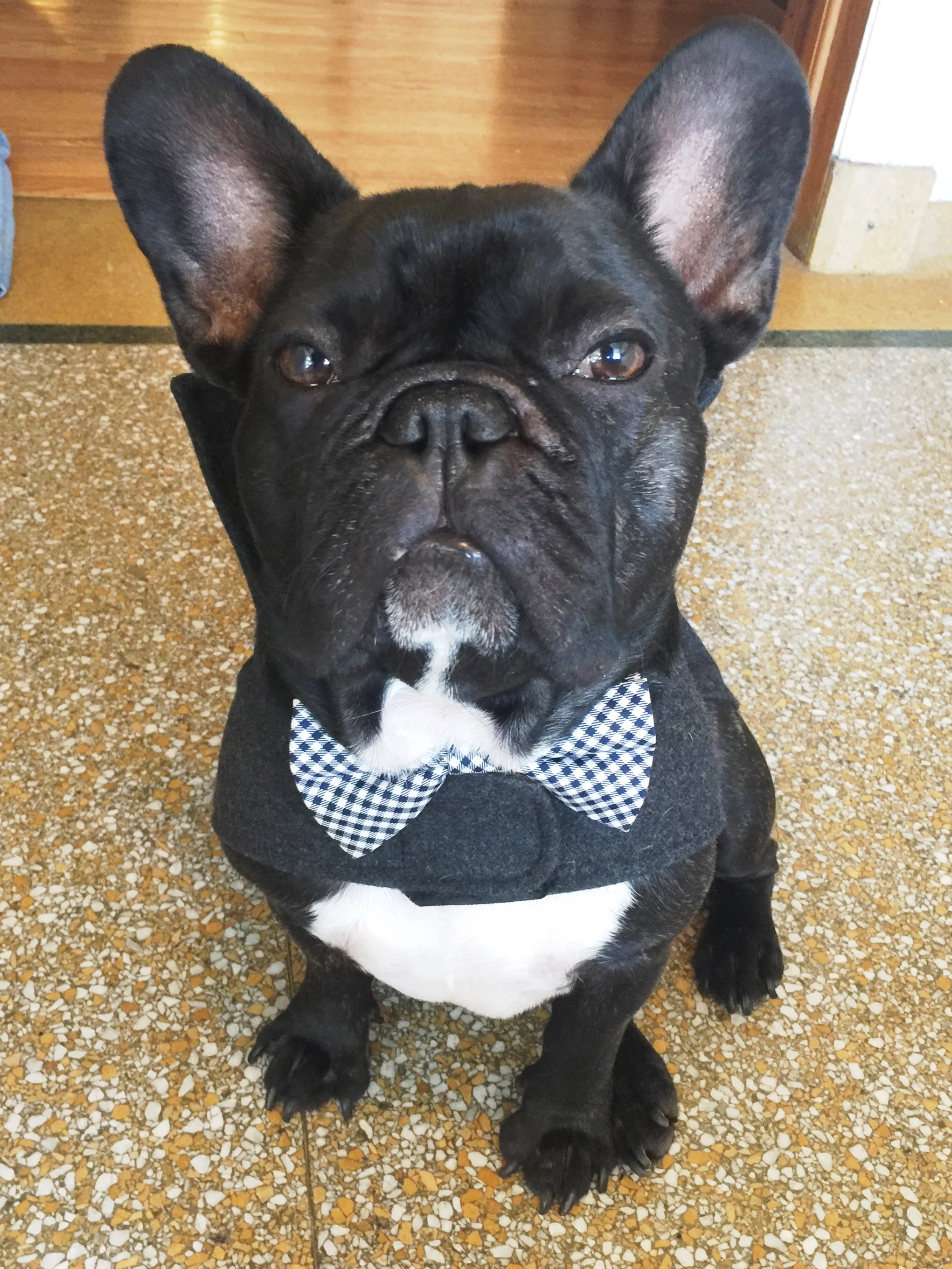 So in the morningtimes, to get all ready to go and stuff, I put on my handsome-ist bowtie plus my gentleman cozycoat!! Yup!! Pretty snazzy, amirite!!?? .................