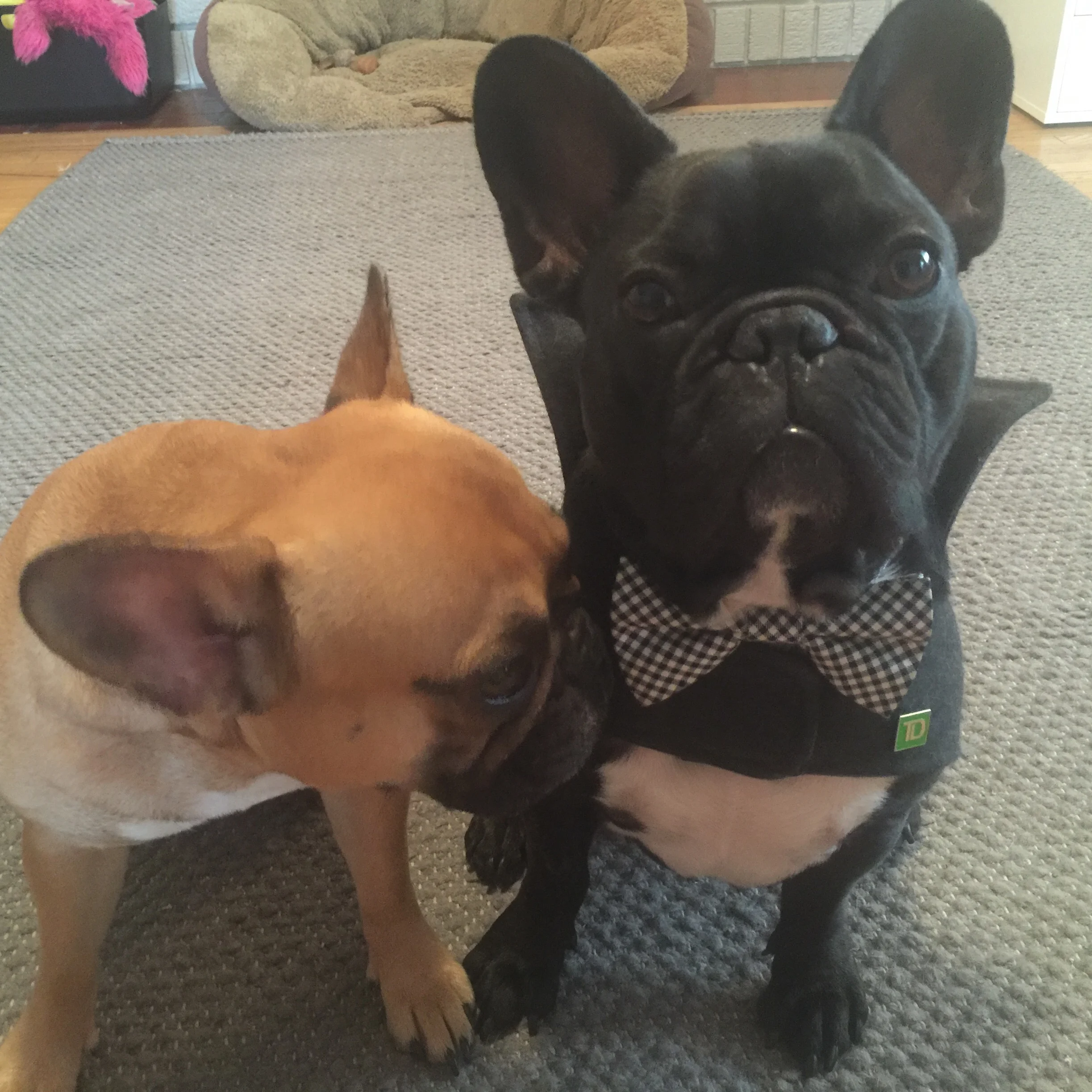 Libbywilkinson even gave me one for my Mirabelle too!! Soopernice, amirite!!?? Yup!! I even 'vited her to my Birthdaytimes party this Sundaytimes so I can meet her Bostongirl, DAISY!! It is gonna be AWESOMETIMES!! Shanksh to Libbywilkinson plus…