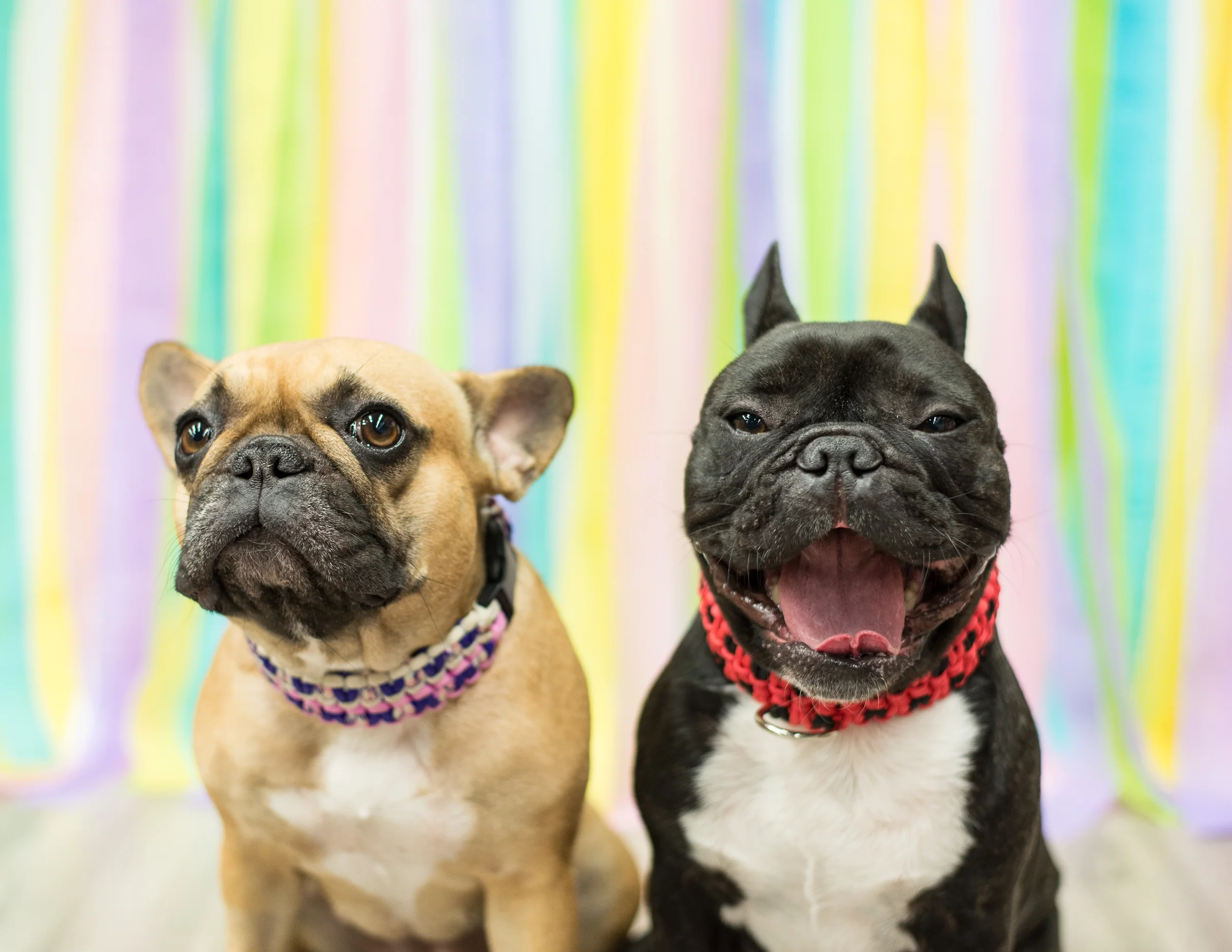 HI GUYS!! Check it out and stuff!! Me plus Mirabelle get to do poserational modelating for Marcel's Mum at her SAMANTHA ROSE picturetography studio and stuff!! Yup!! Best part is our friendlypals at BROD'S PARACORD REVOLUTION sent some soopercool collars made just for us to try out!! ..................