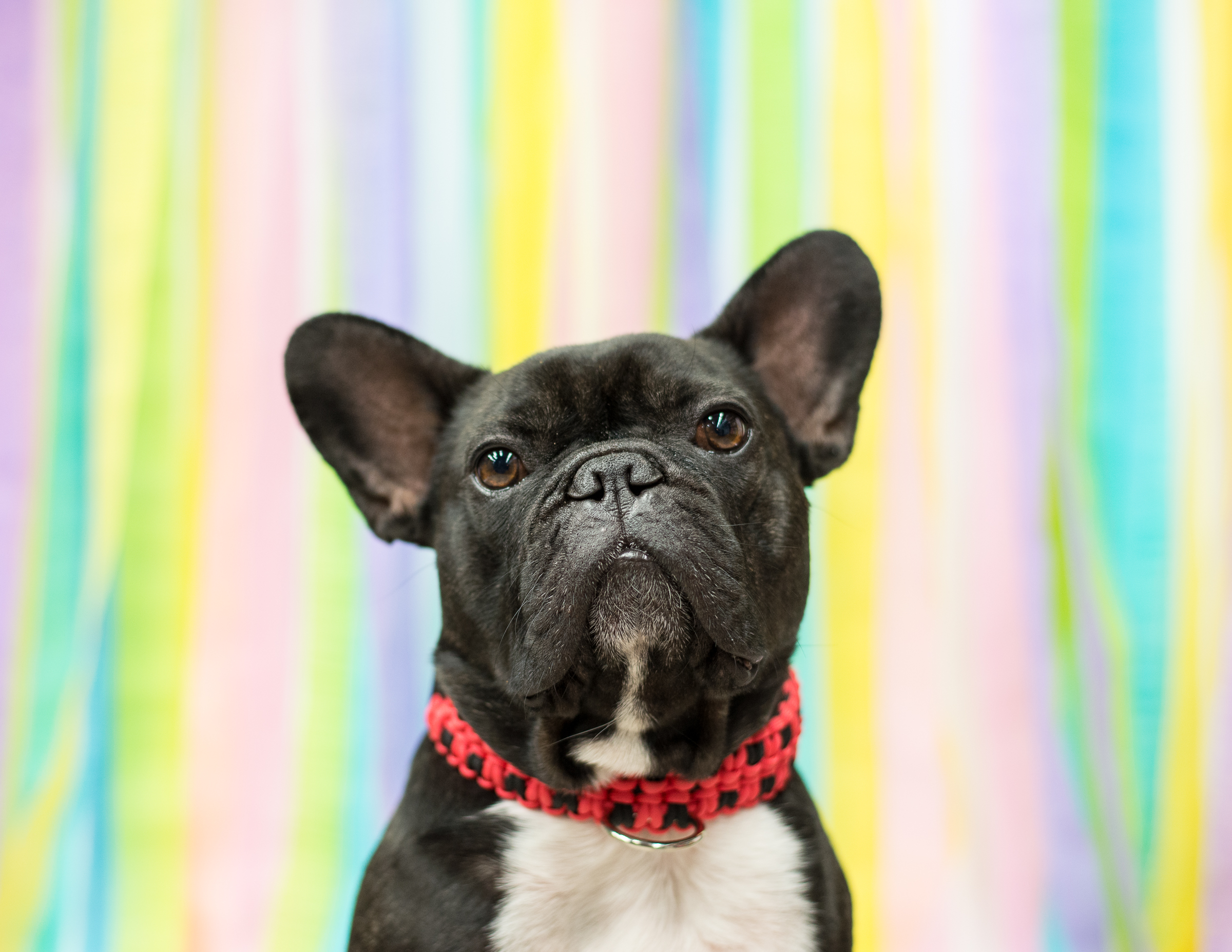 'Course mine is in PIRATE RED PLUS BLACK for making me look snazzy plus sophistimacated and stuff!! Pretty neato, amirite!!?? Prolly!! ................