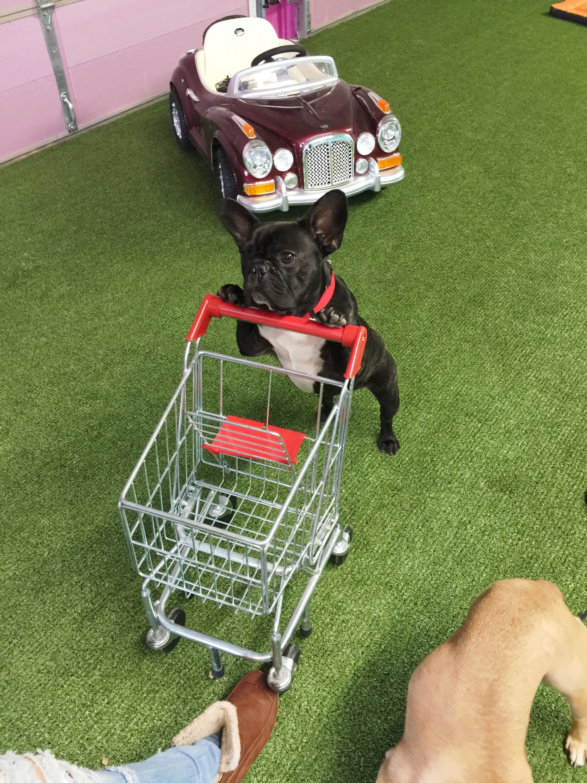 Ha ha!! I am looking pretty good, amirite!!?? Pushing that trolleycart was no problemmo!! .........