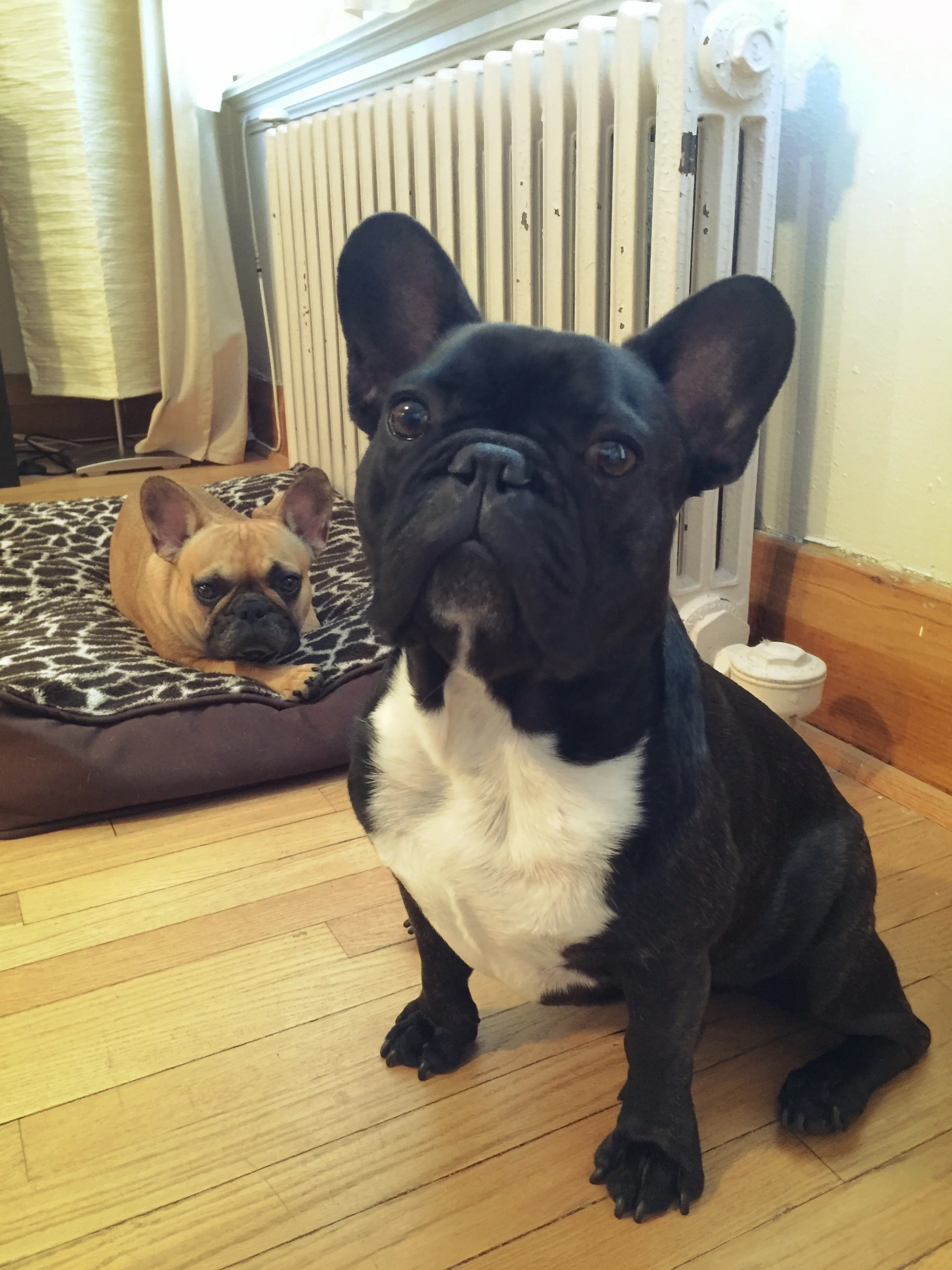Hey, guys!! MIrabelle is not all full of sauce and stuff this daytimes!! Truestory for reals, Mum plus Pop are thinkingthoughts she hurted herself someways or a 'nother!! Yes!!.............