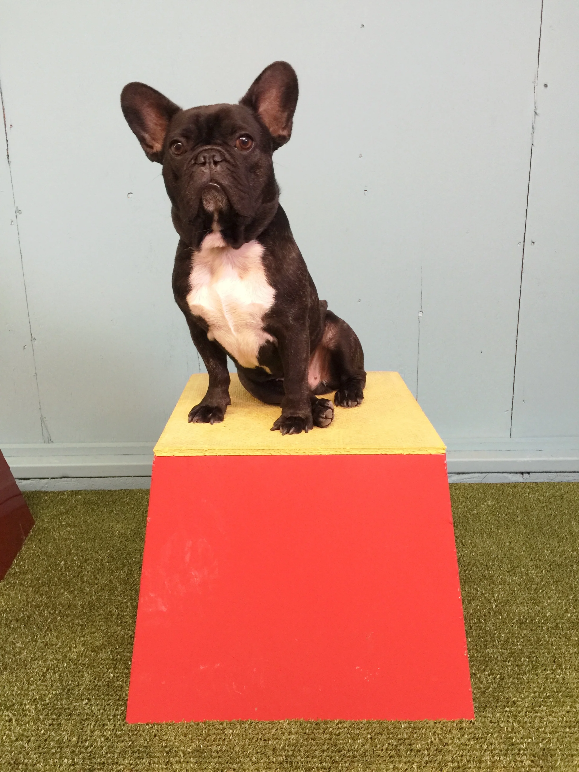 TA DA!! Check it out, you guys!! It is me, Archie Brindleton poserating onna teensy wooden hill!! Yup!! The ULTIMUTTS Stunt Dog show use these when they are doing shows and stuff!! ..............