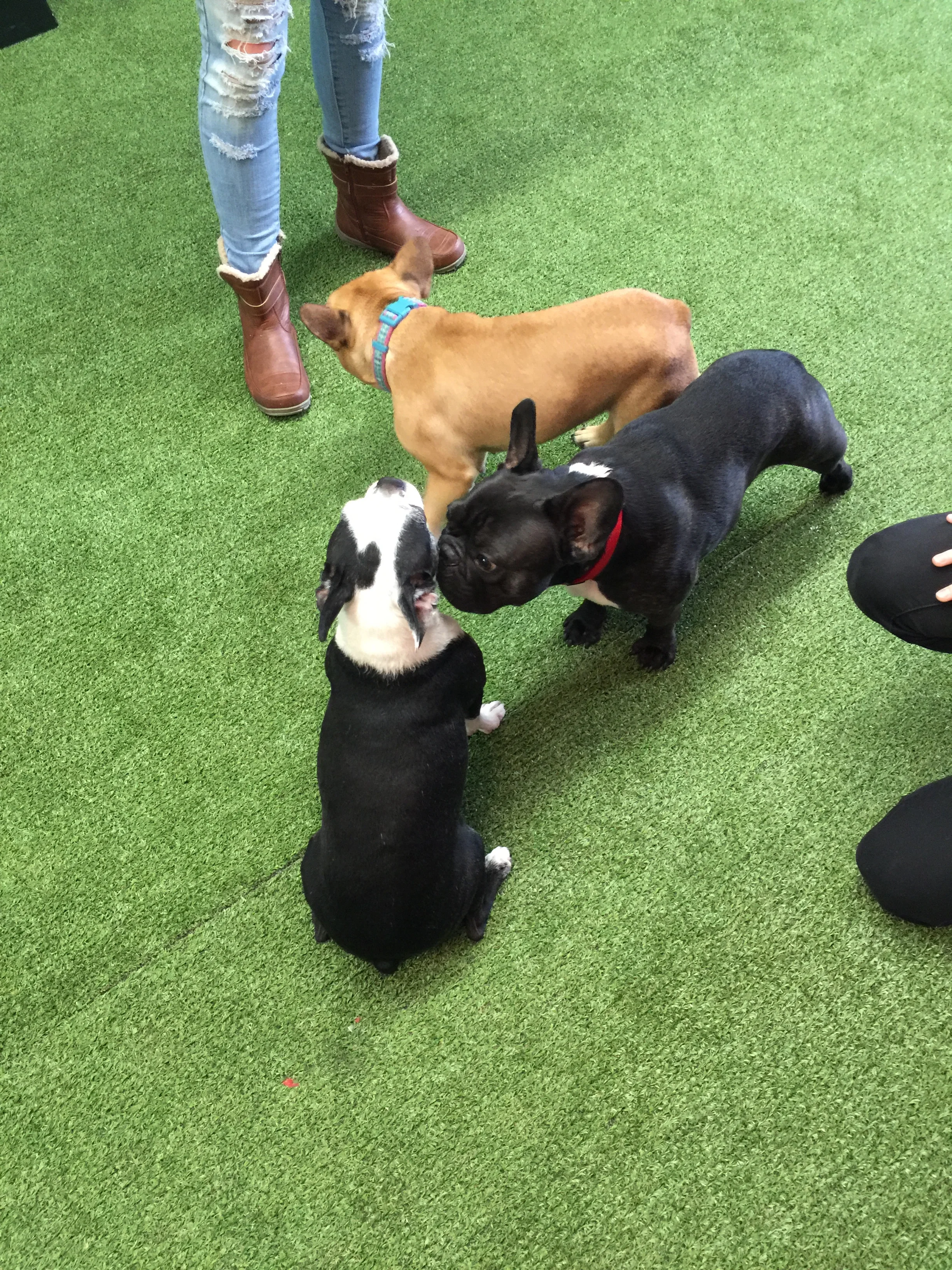 OH!! Plus we got to meet her puppypal BELLA!! Yup!! Did you know!!?? Bella is one of The ULTIMUTTS, you guys!! She is sooperfamous and stuff!! Plus she smells 'mazing too!! "HI BELLA!! I LIKE YOUR FACEPARTS!! PLUS DID YOU KNOW!!?? TRUESTORY YOU SMELL NICE AND STUFF!!" 😊 💜 😊 💜 😊 💜" ......................