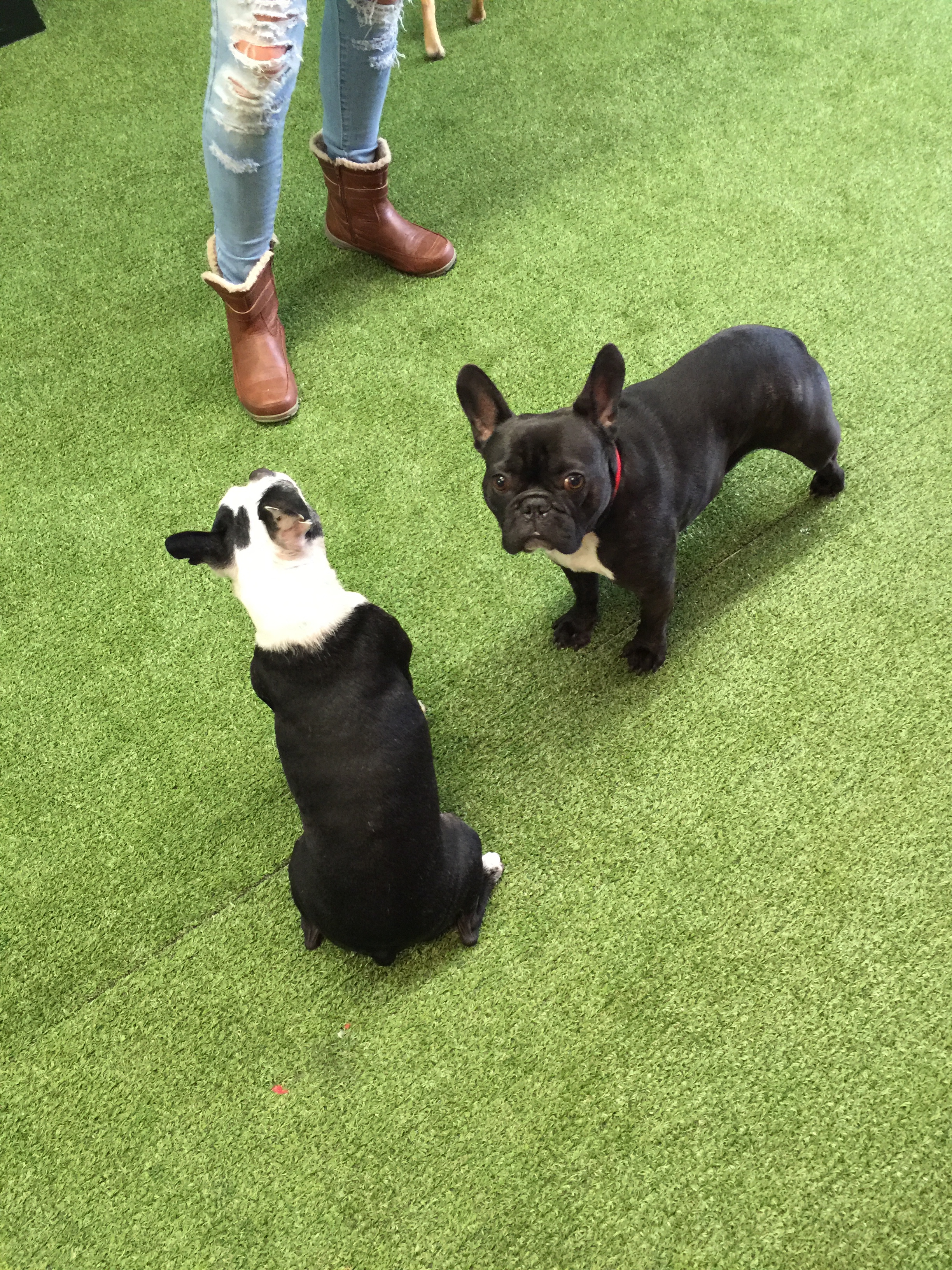 Anyhoozle, me plus Mirabelle are gonna start taking learninglessons real soon, so I was thinkingthoughts you would like to see more picturestories of when we got to hang out at the ULTIMUTTS insideplace puppy playground!! Sooperfun, amirite!!?? Prolly!! Shanksh, guys!! See you latertimes!! 😄 😄 😄