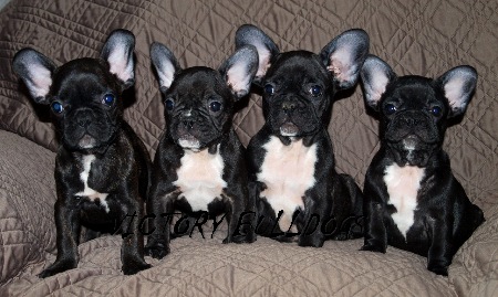 Archie is second from the right. With the massive ears. :) 