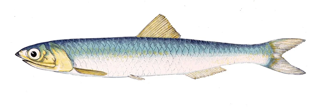"Skip" the Anchovy on his way to his work. "HI SKIP!!" 