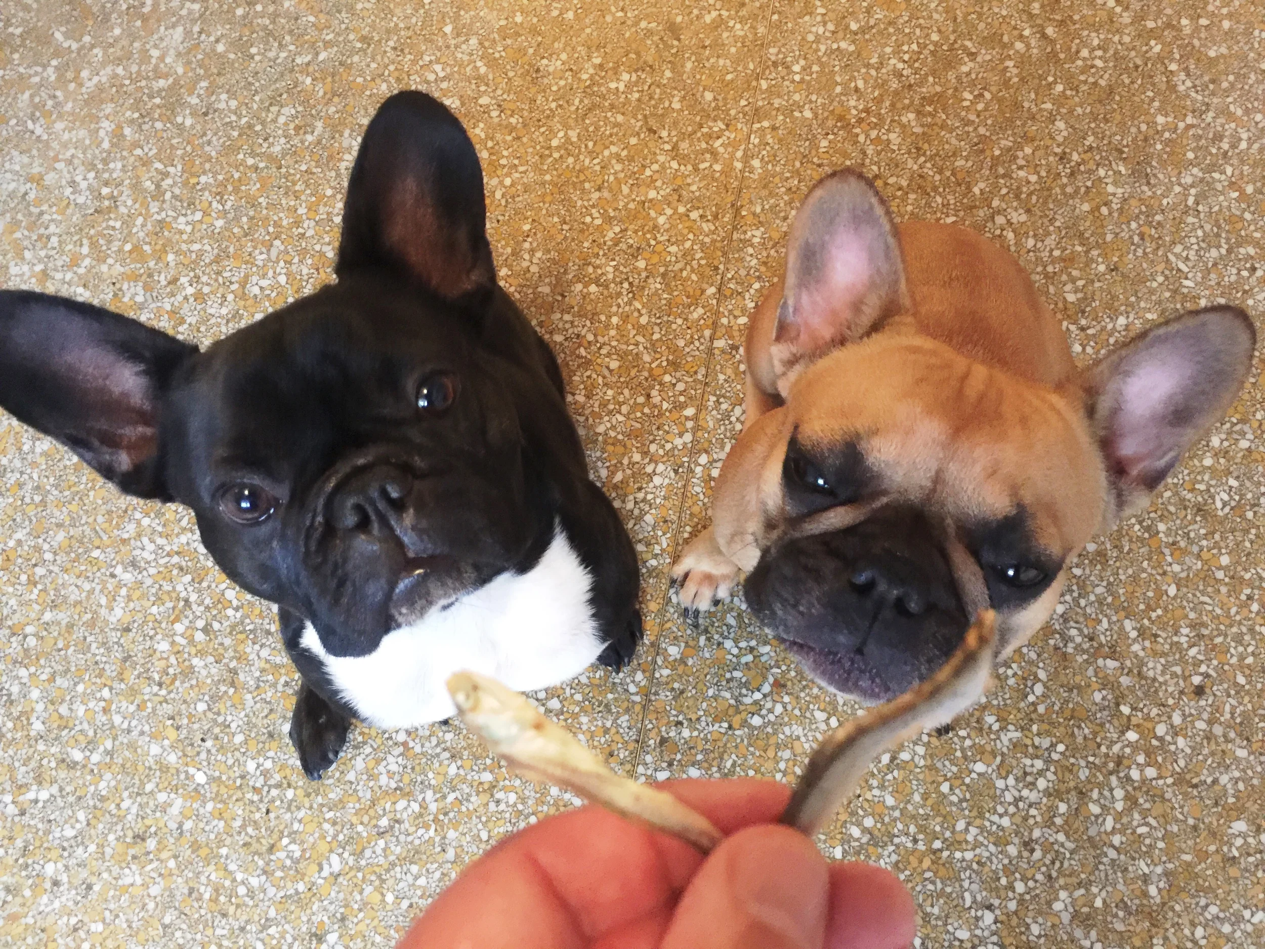 *BUTTWIGGLE* *SNORT* *DROOL* *SLOBBER* *SMACK* SNORT* *BUTTWIGGLE* 
