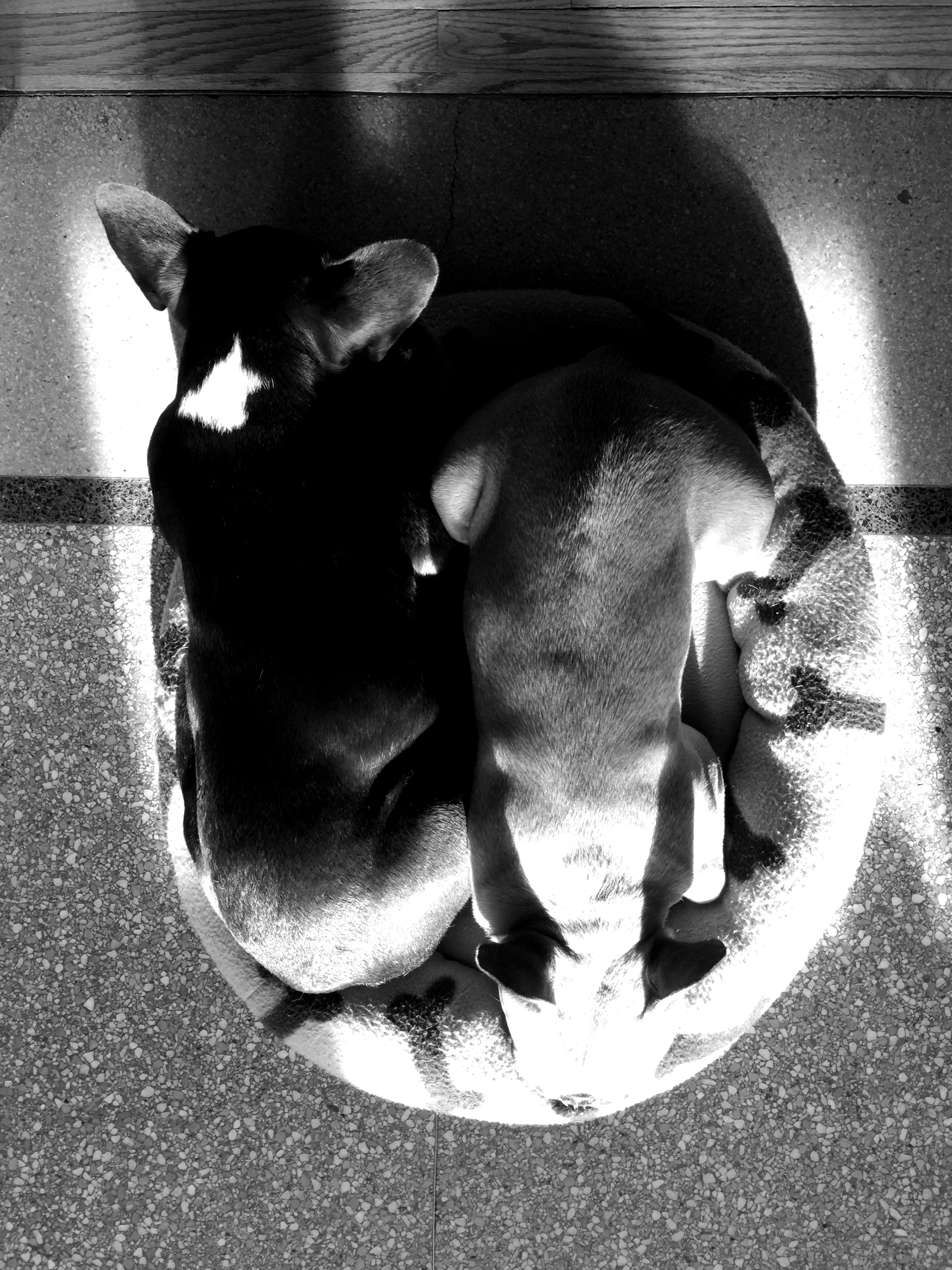 Nappingtimes with no rainbowparts! (black and white) 