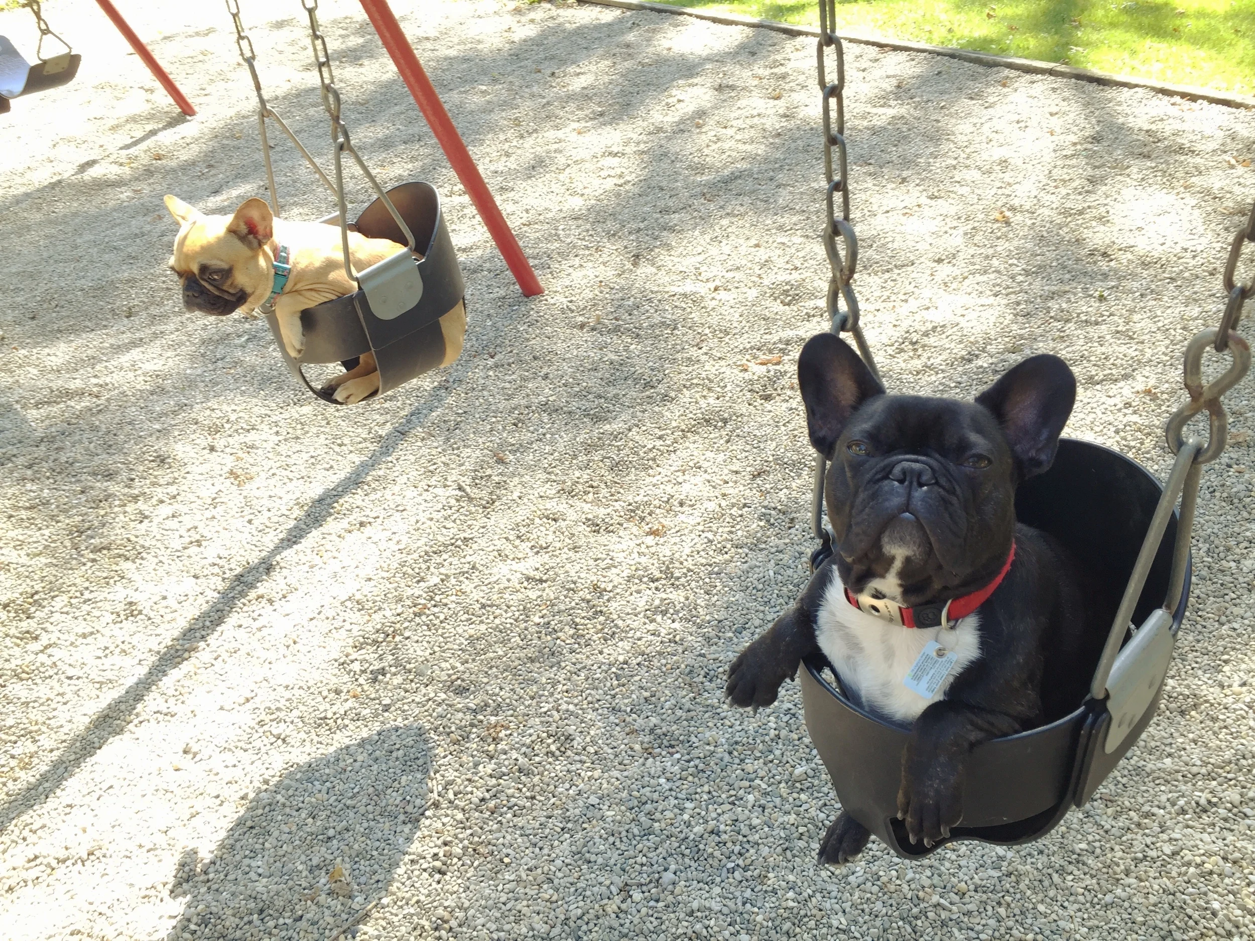 "HEY, GUYS!! CHECK IT OUT AND STUFF!! THIS IS THE FIRST IN EVERTIMES ME PLUS MIRABELLE ARE BOTH ONNA SWINGY SLINGSET!! PRETTY SOOPERCOOL, AMIRITE!!??" ............