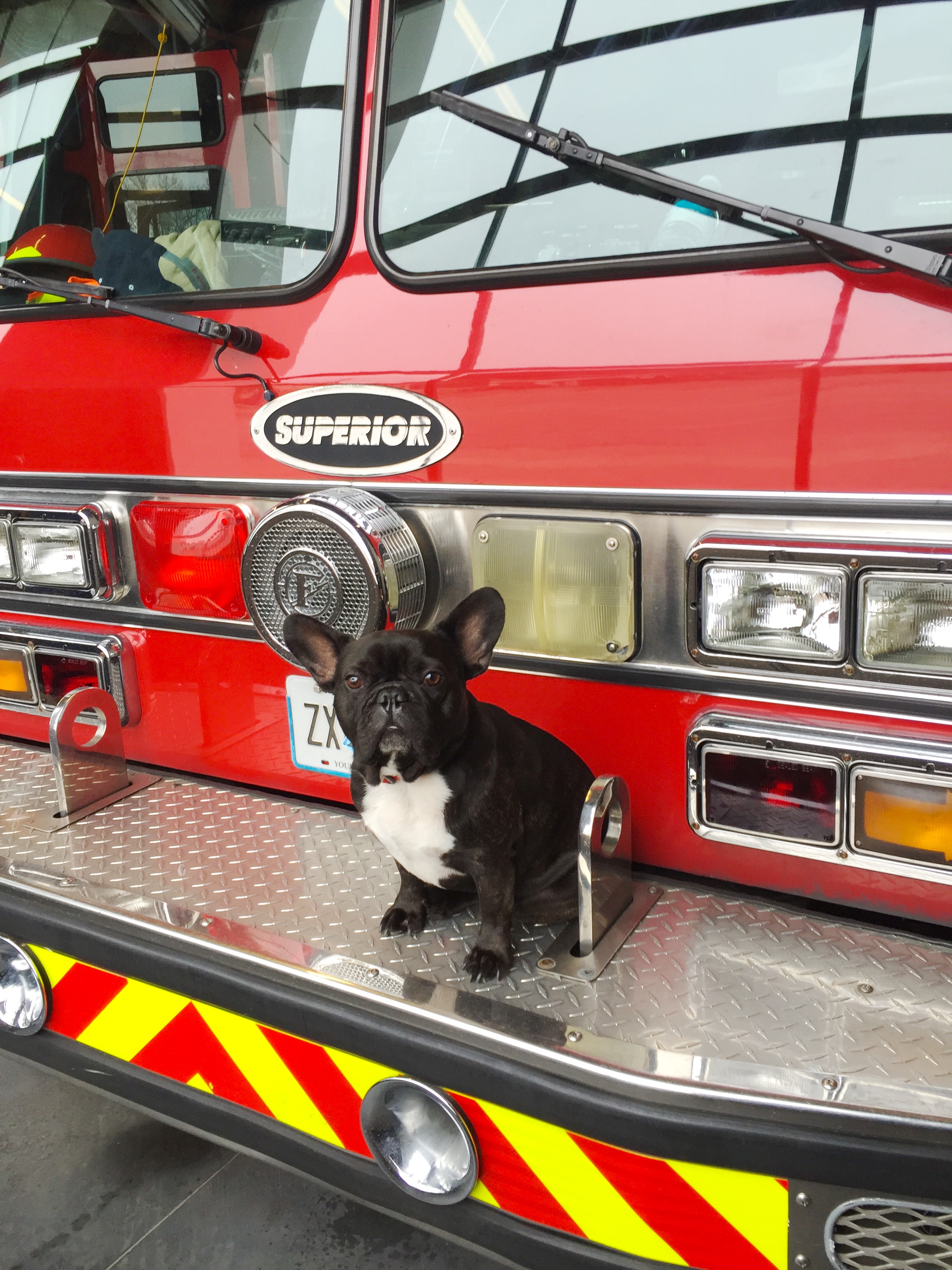 FIRE SAFETY DOG, ME!! 