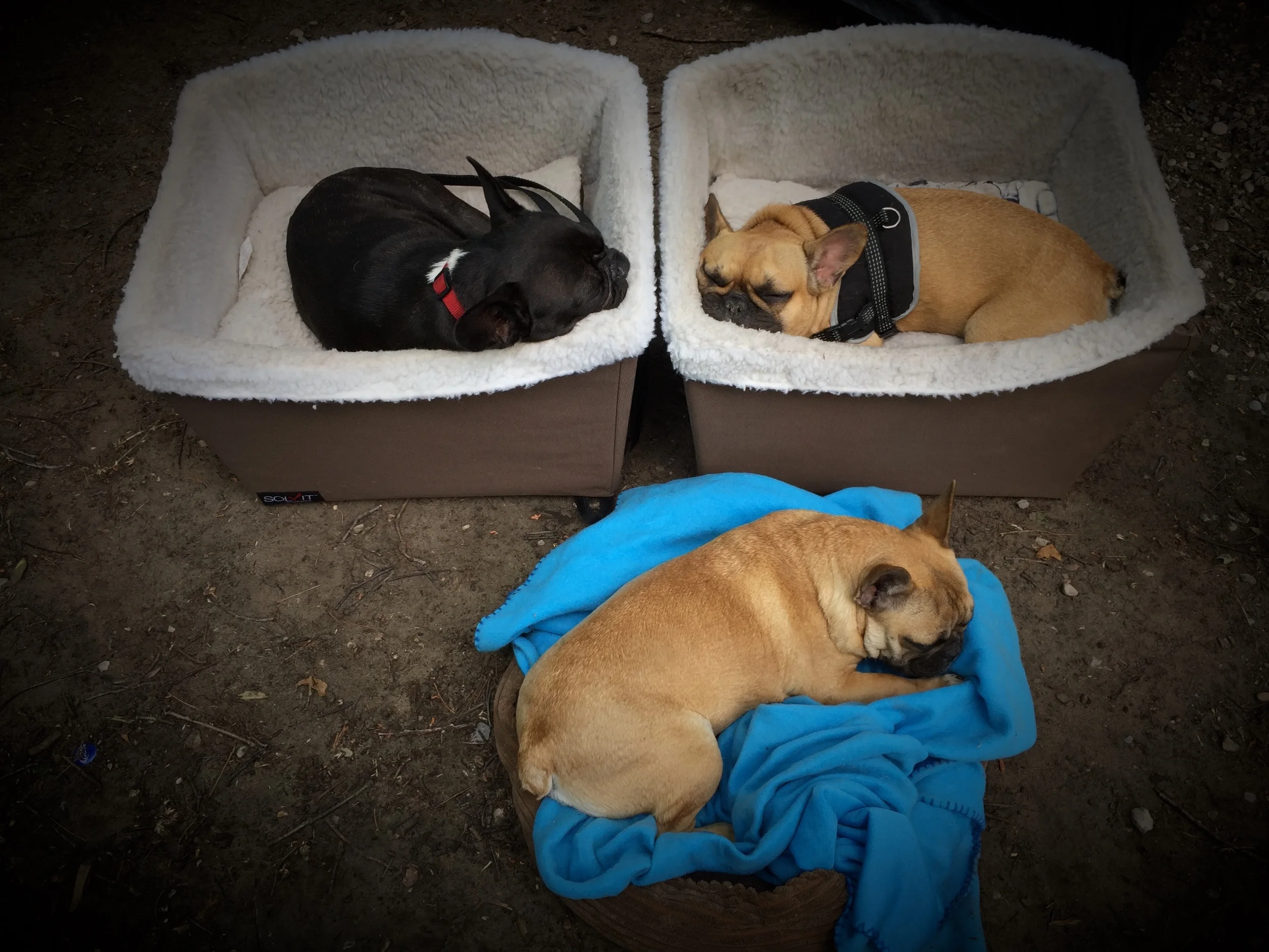 NIGHTYNIGHTIMES, EVERYBUDDY