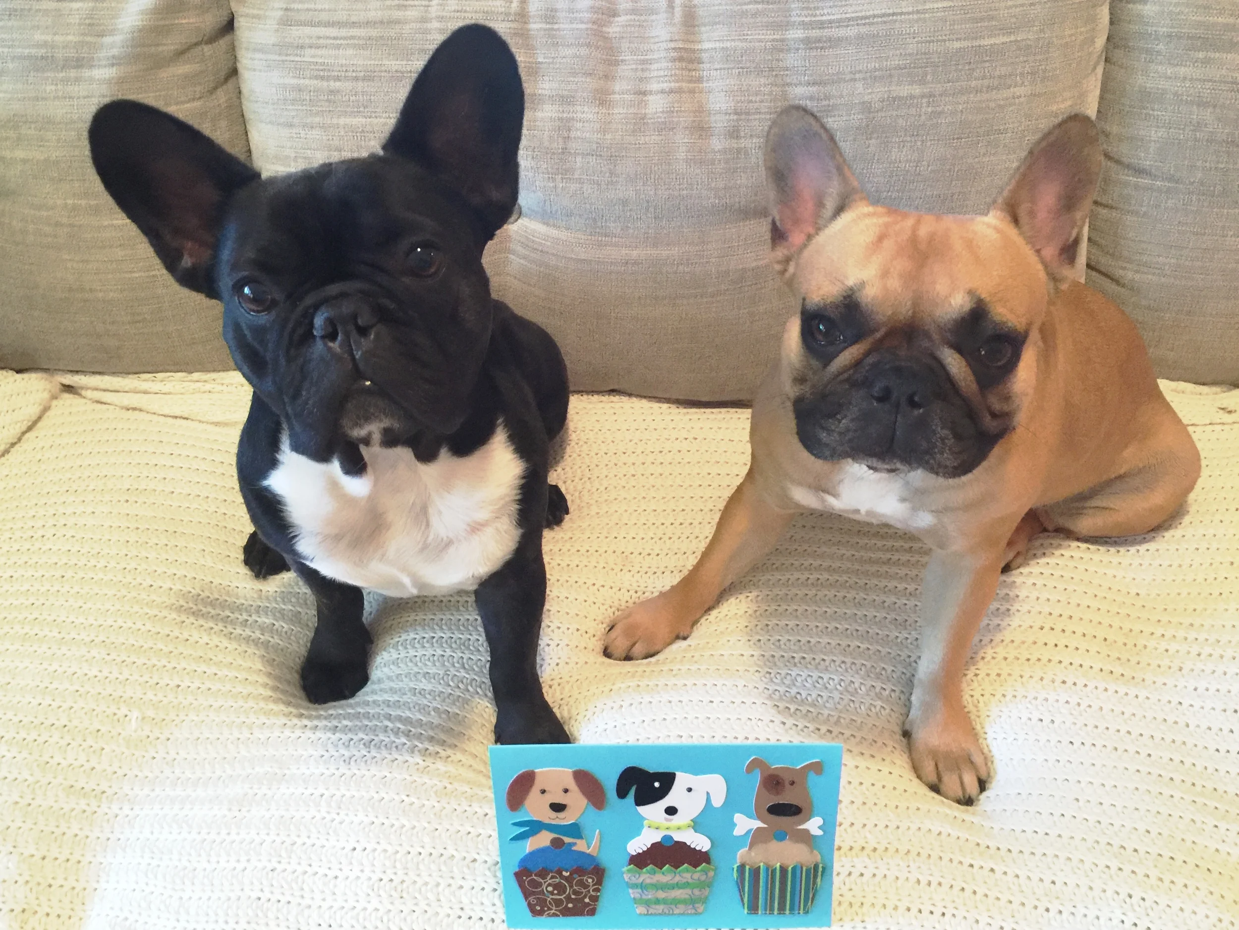 BIRTHDAYTIMES HOWDYCARD FOR MIRABELLE!! (6 photos)