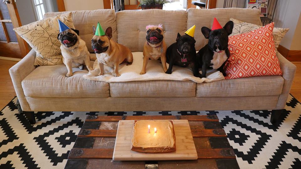 (l to r) ANDY the PUG, MARCEL the BOY, MIRABELLE, COUSIN ELLIE, plus ME, ARCHIE BRINDLETON!! 