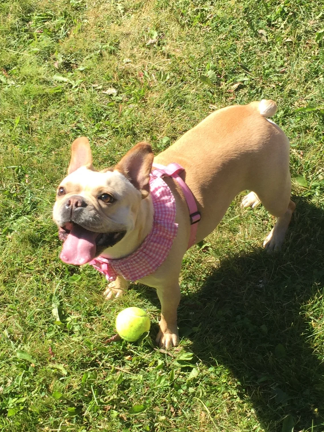 TA DA!! SAY "HI!!" TO BELLATOO, GUYS!! 