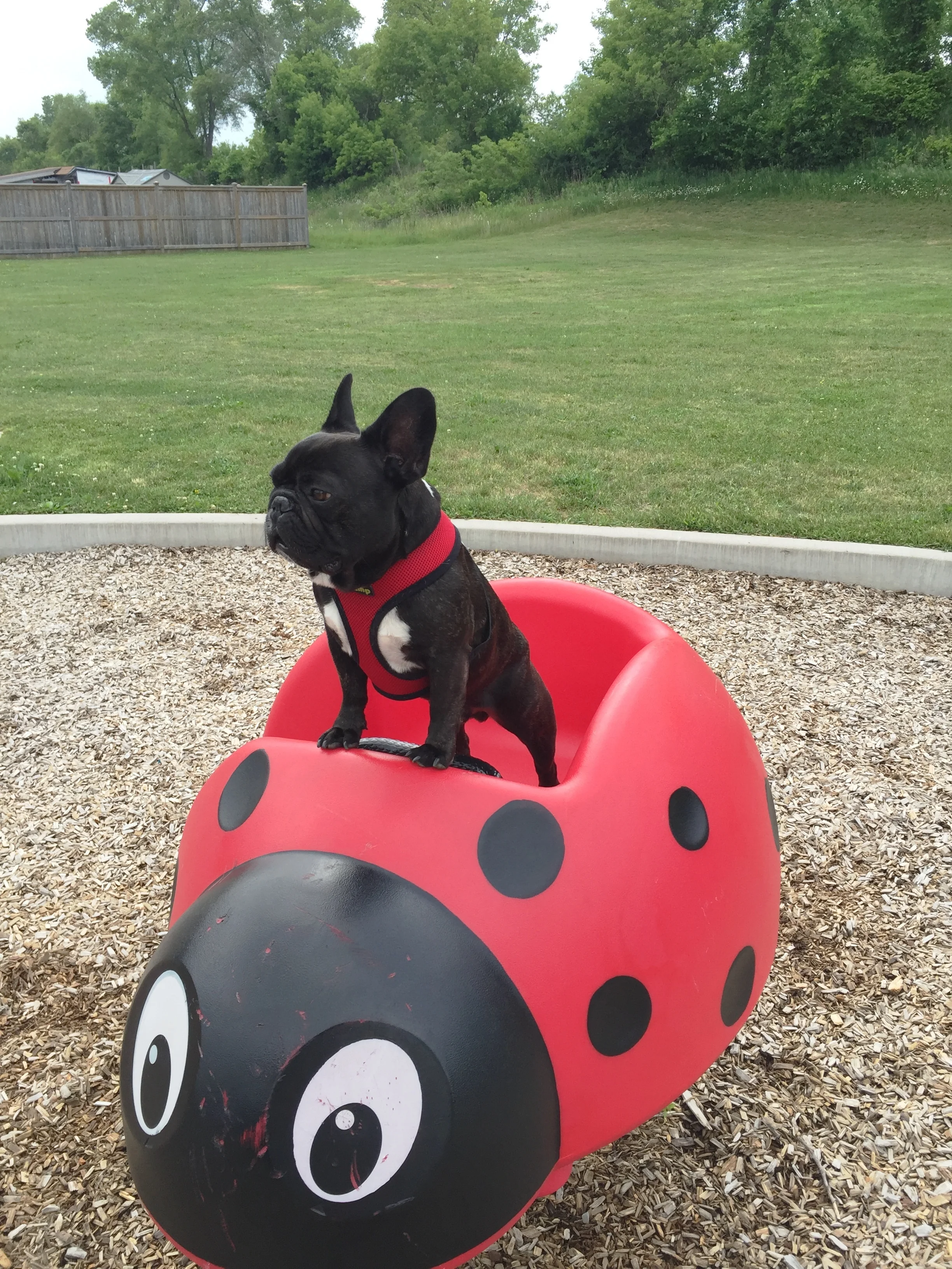 LADYBUGS ARE THE COOLIST ROLLYCARS IN EVERTIMES!! 