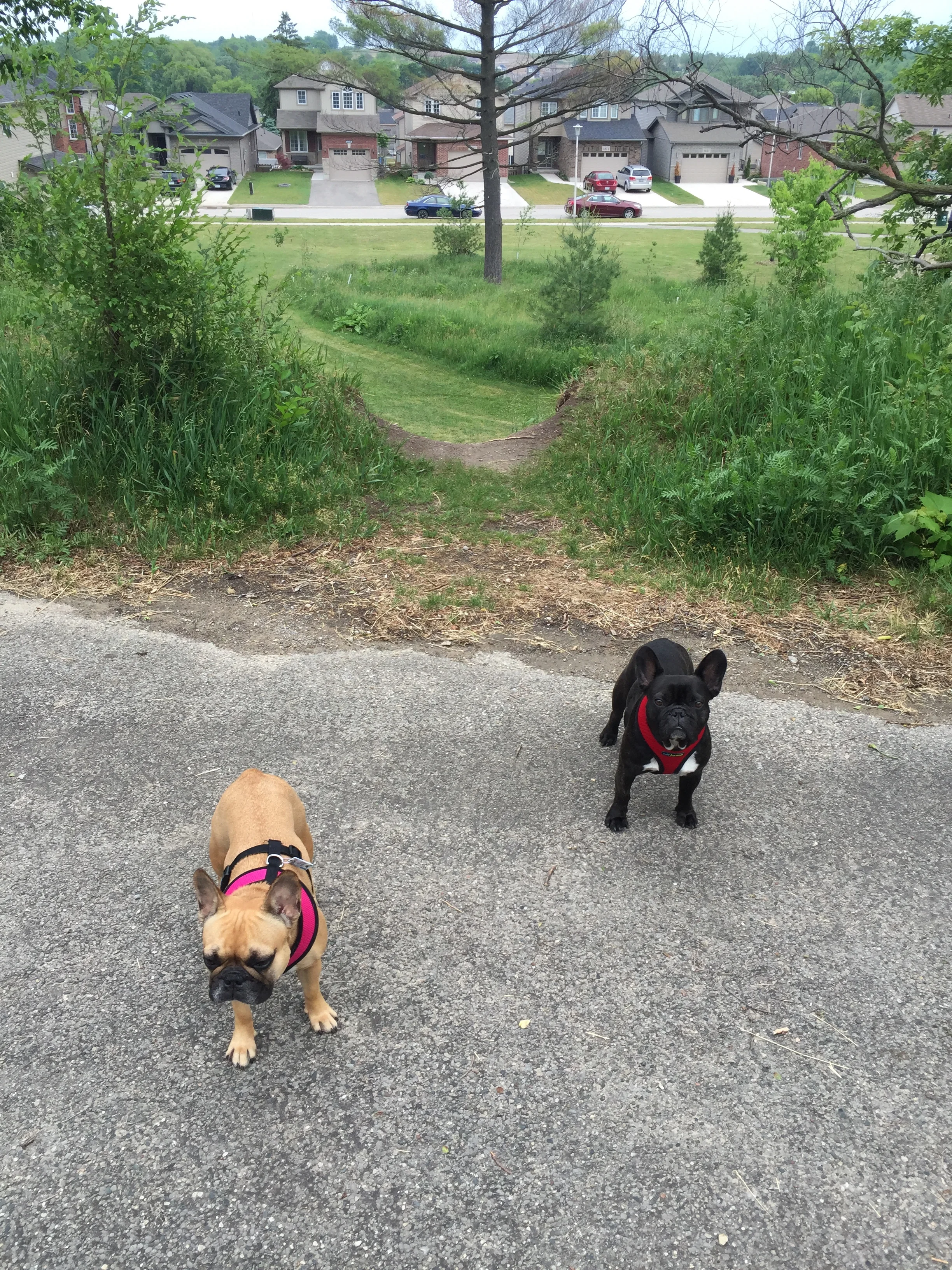 DOOP DEE DOOPING IN THE SOOPERSECRET CLARKE ROAD PARK!! (20 photos) 