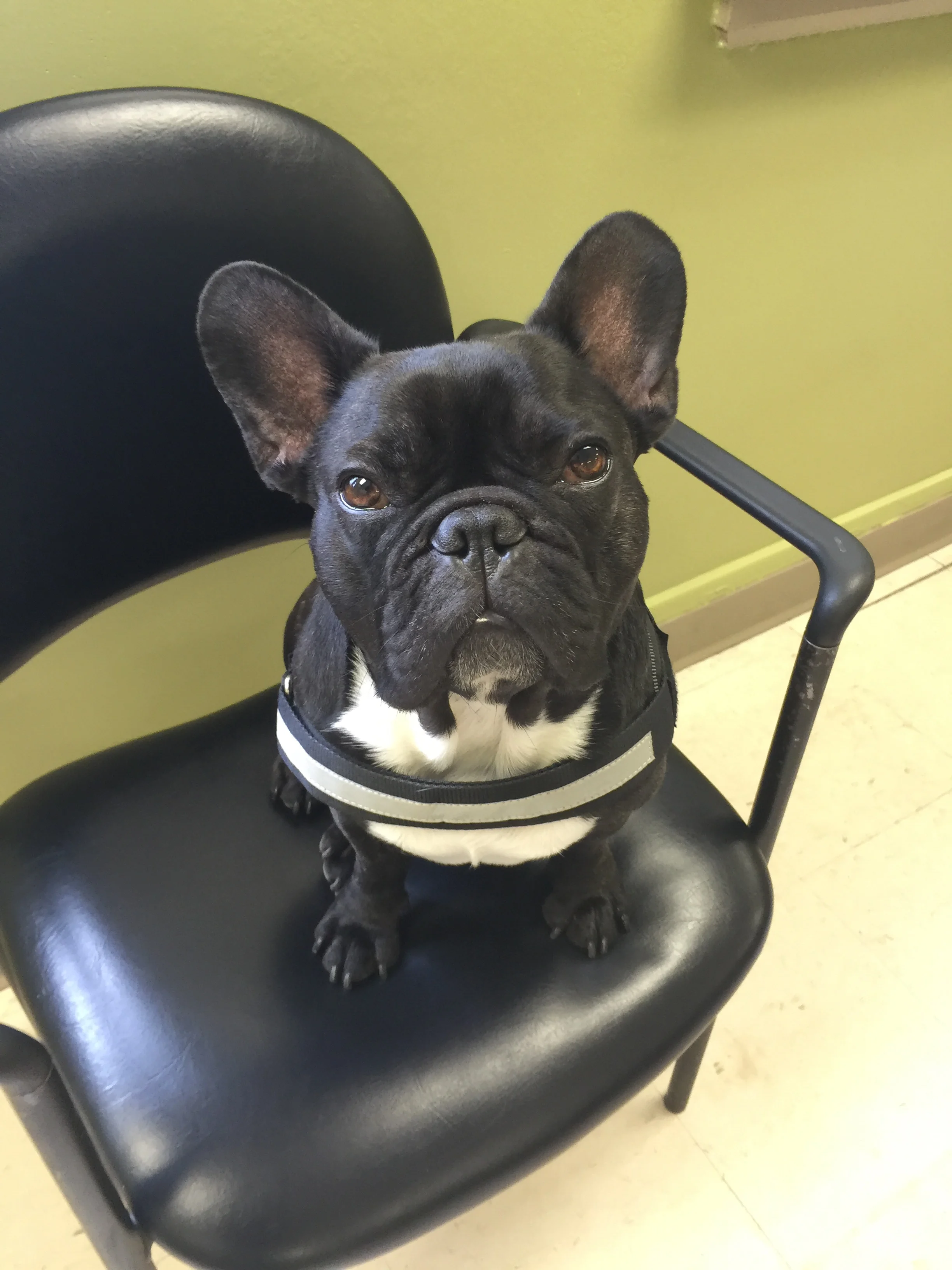 MY V.I.P. (VERY IMPORTANTAL PUPPY) TOUR OF CMHA MIDDLESEX!! (17 photos)