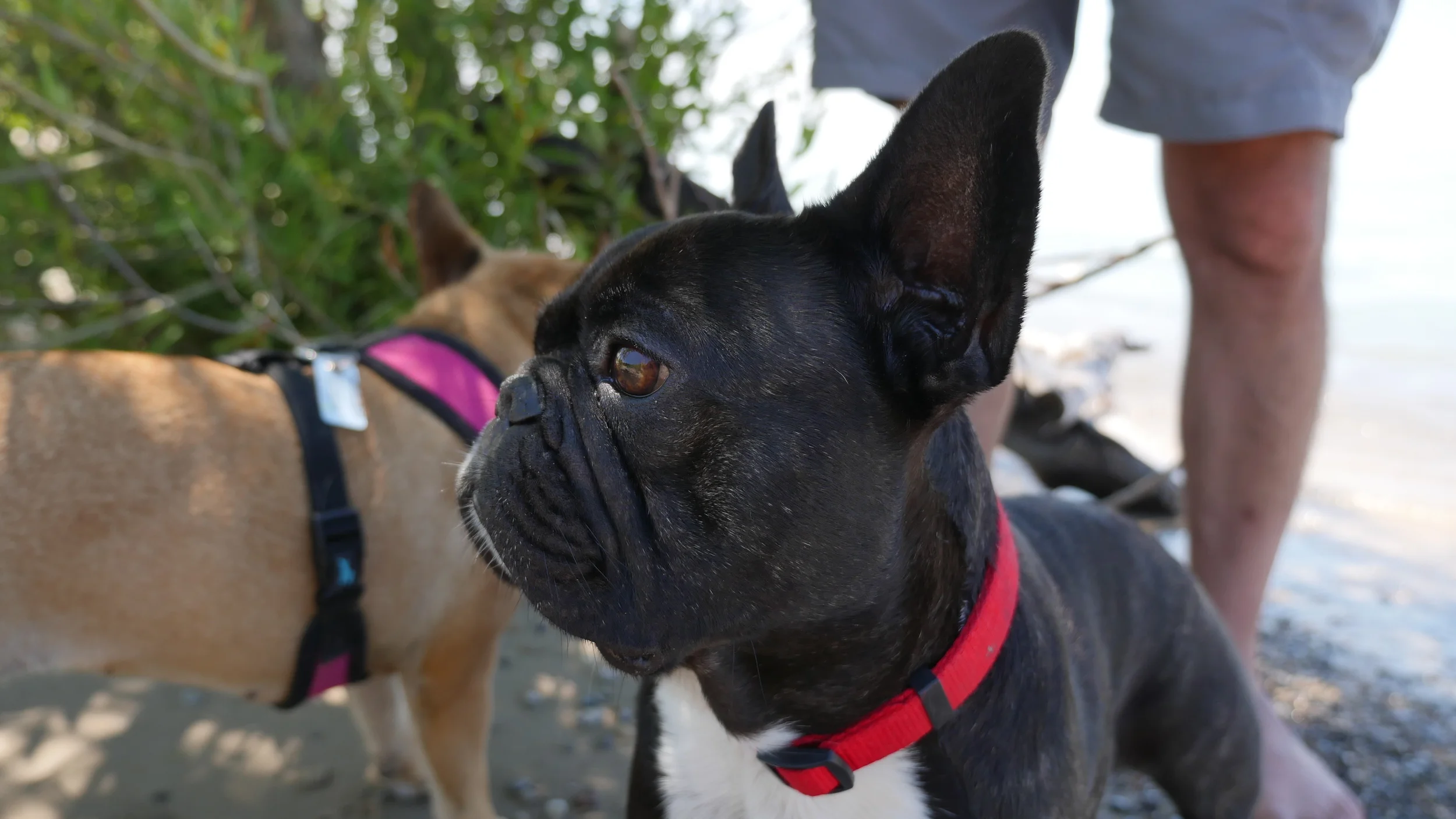 PICTUREPORTRAITS OF ME, AT THE SANDYBEACH!! (4 photos) 