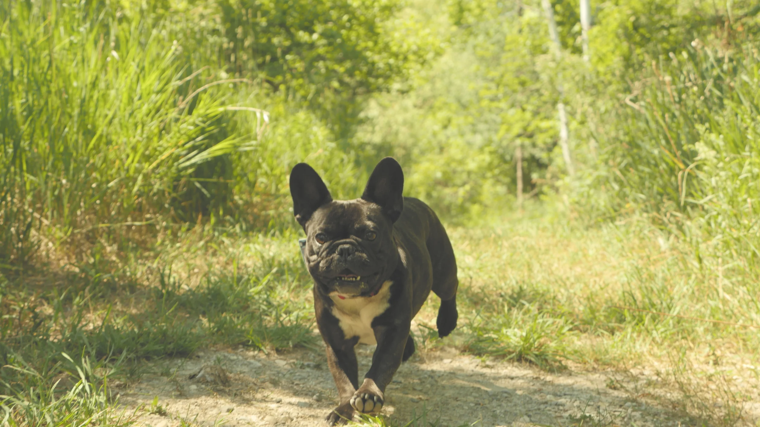 GOOFBALLERY ON RAVINE TRAIL AT POINT FARMS PROVINCIAL PARK!! ( 10 photos) 