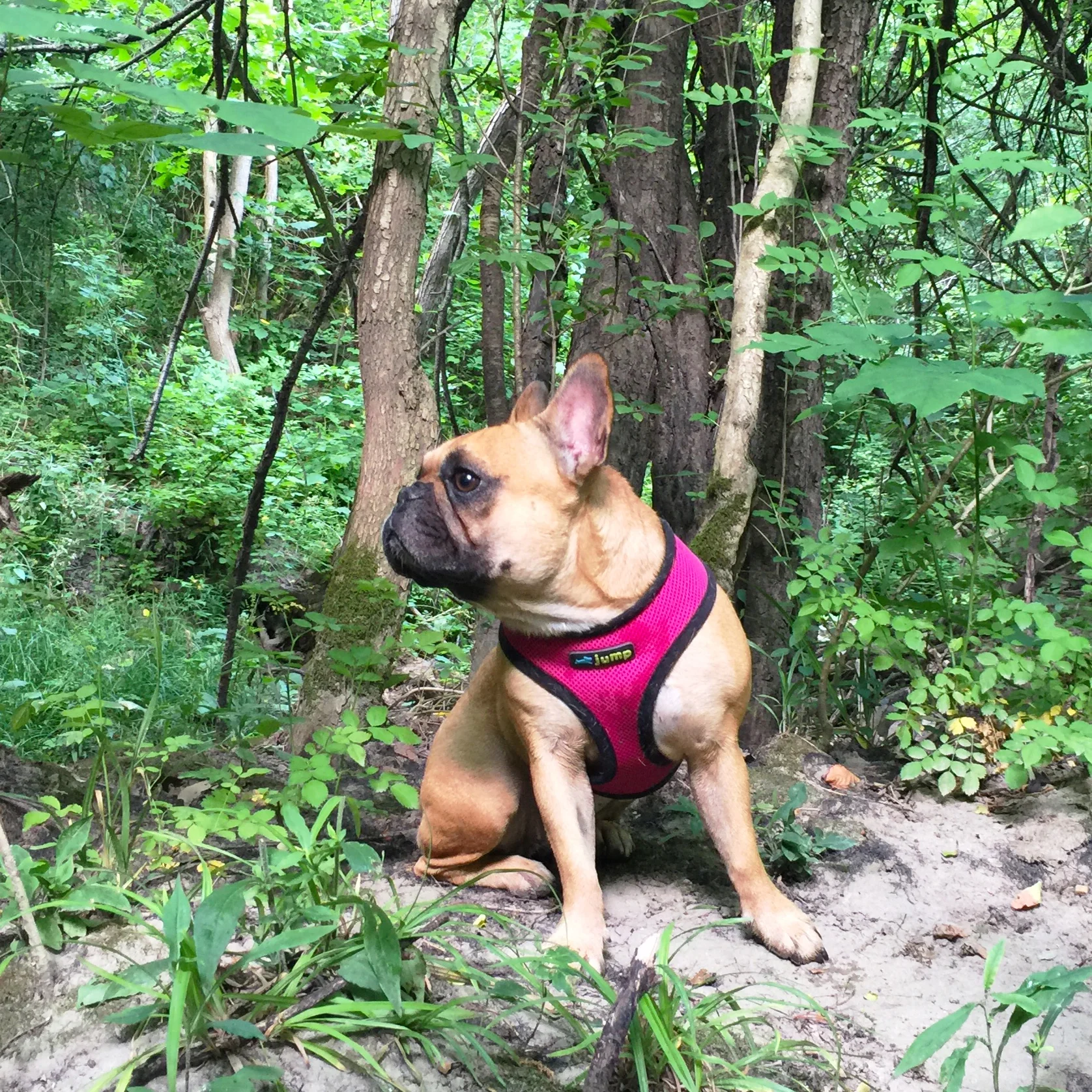 MIRABELLE: SAUCY QUEEN OF THE WILDERWILD!! 