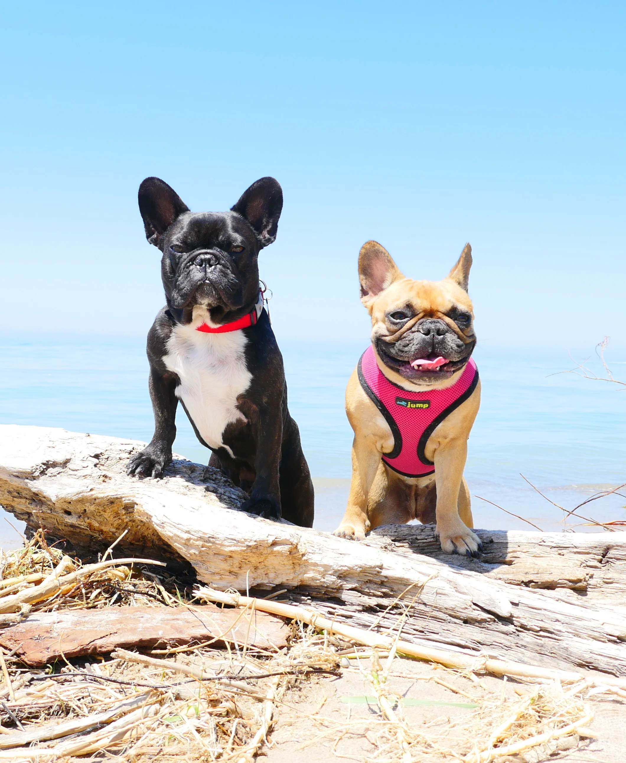 BELLYCHUCKLES ON THE SANDYBEACH (9 photos) 