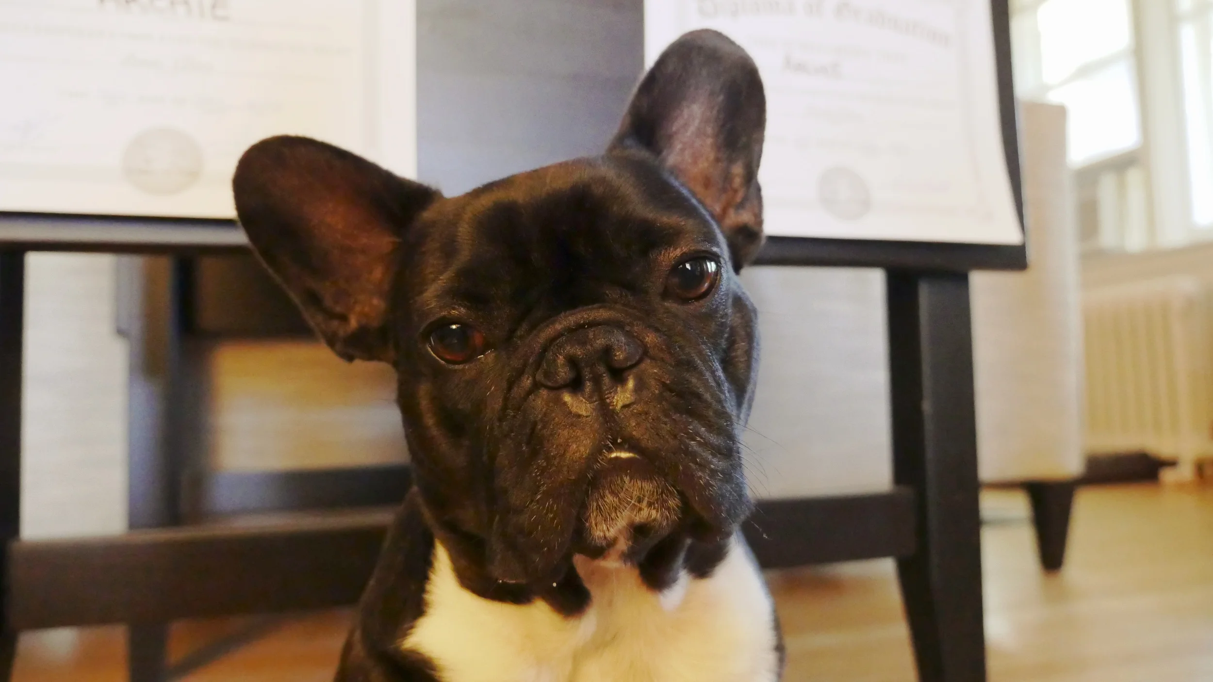 I AM PROFESSIONAL AT DOING TRICKS NOW, GUYS!! YUP!! (6 photos) 