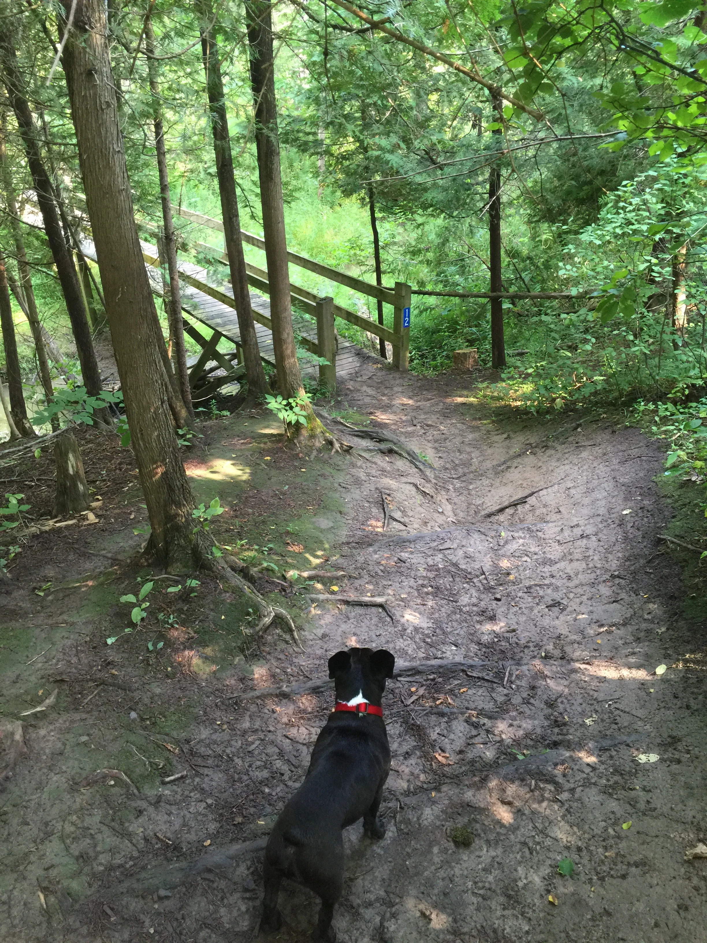BRIDGE HUNTING ON DALEWOOD RESERVOIR TRAIL!! (24 photos)