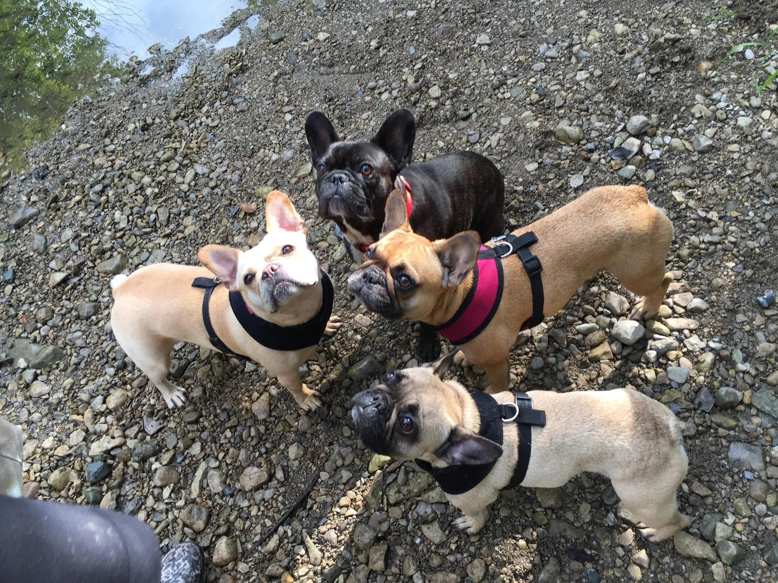 PLAYDAY WITH OUR SHINYNEW FRENCHIEFRIENDS, BELLA (F) PLUS JULES!! (10 photos) 