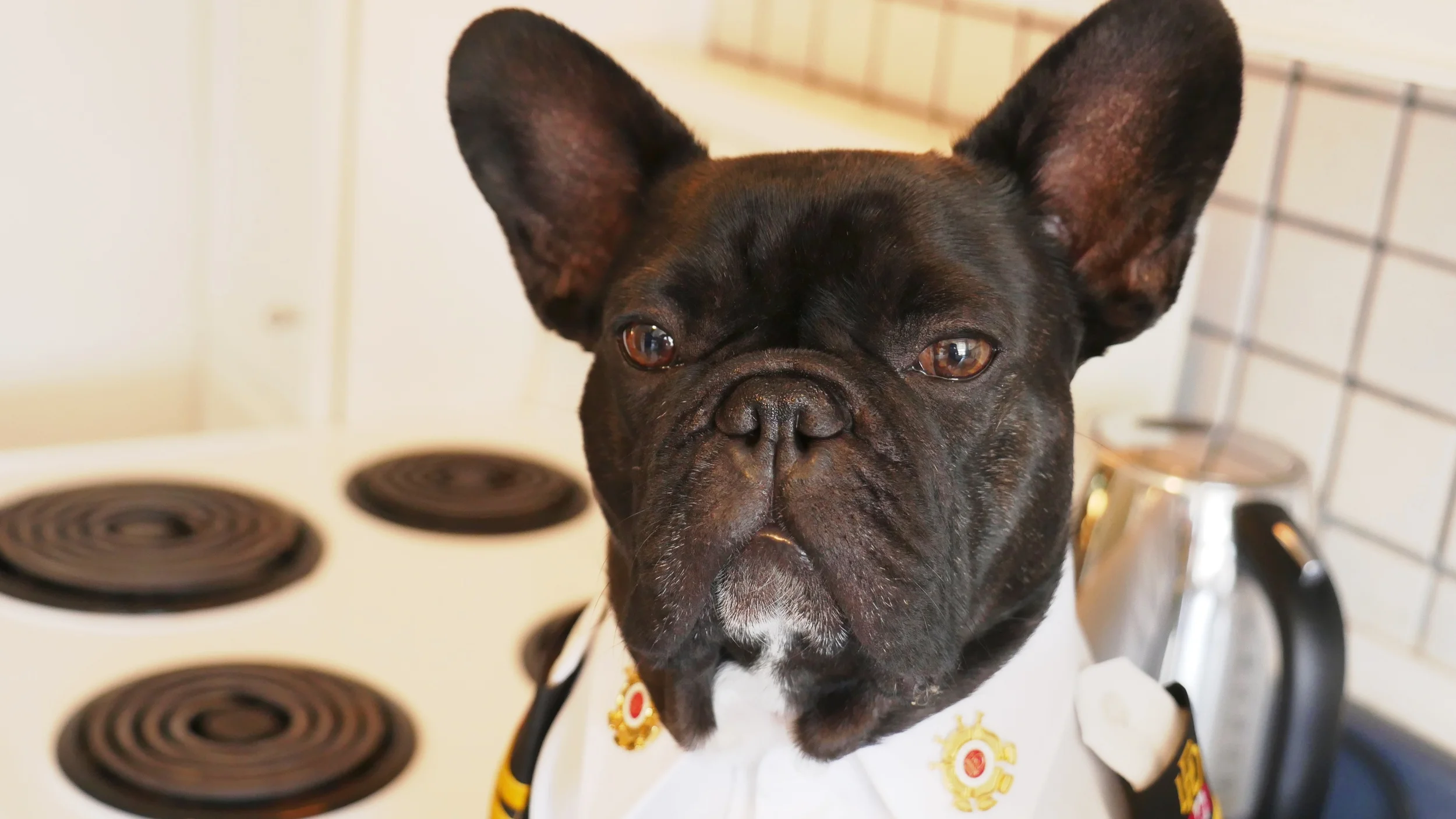 HOW TO GET F.O.G. OUT OF YOUR KITCHEN - SAFELY!! 