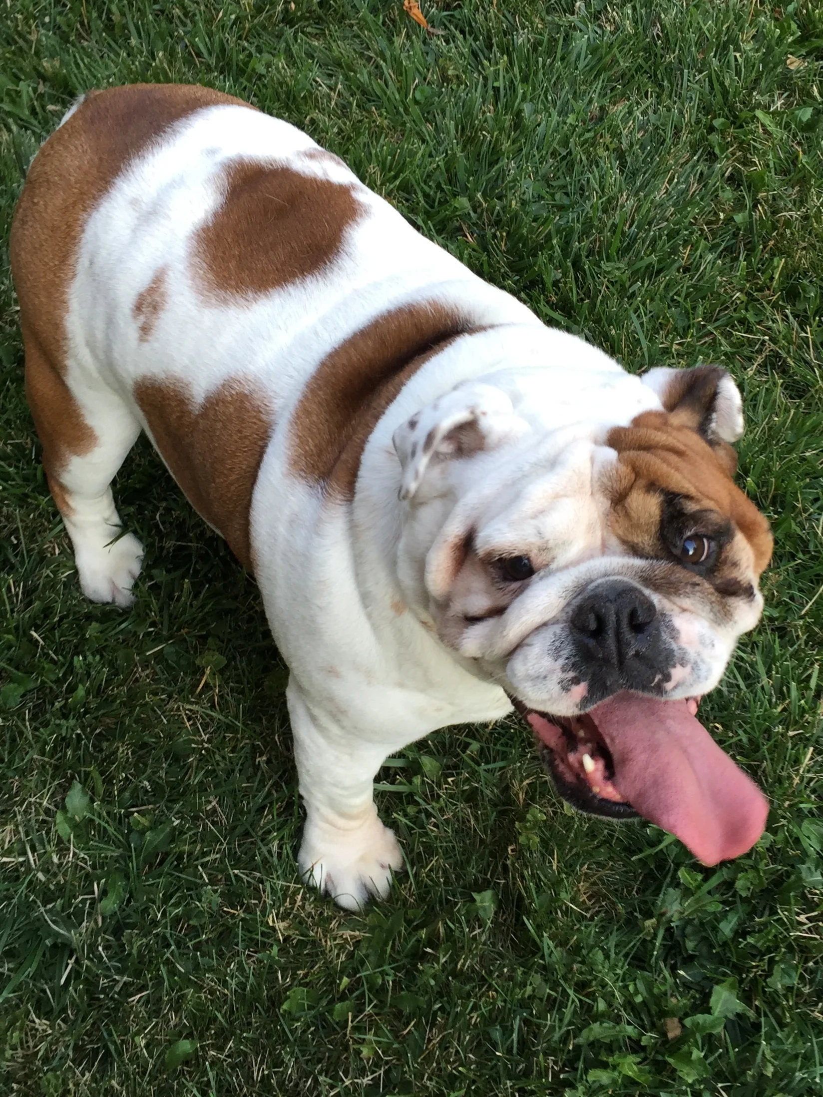 MEET PHOEBE, THE BULLYGIRL, EVERYBUDDY!! 
