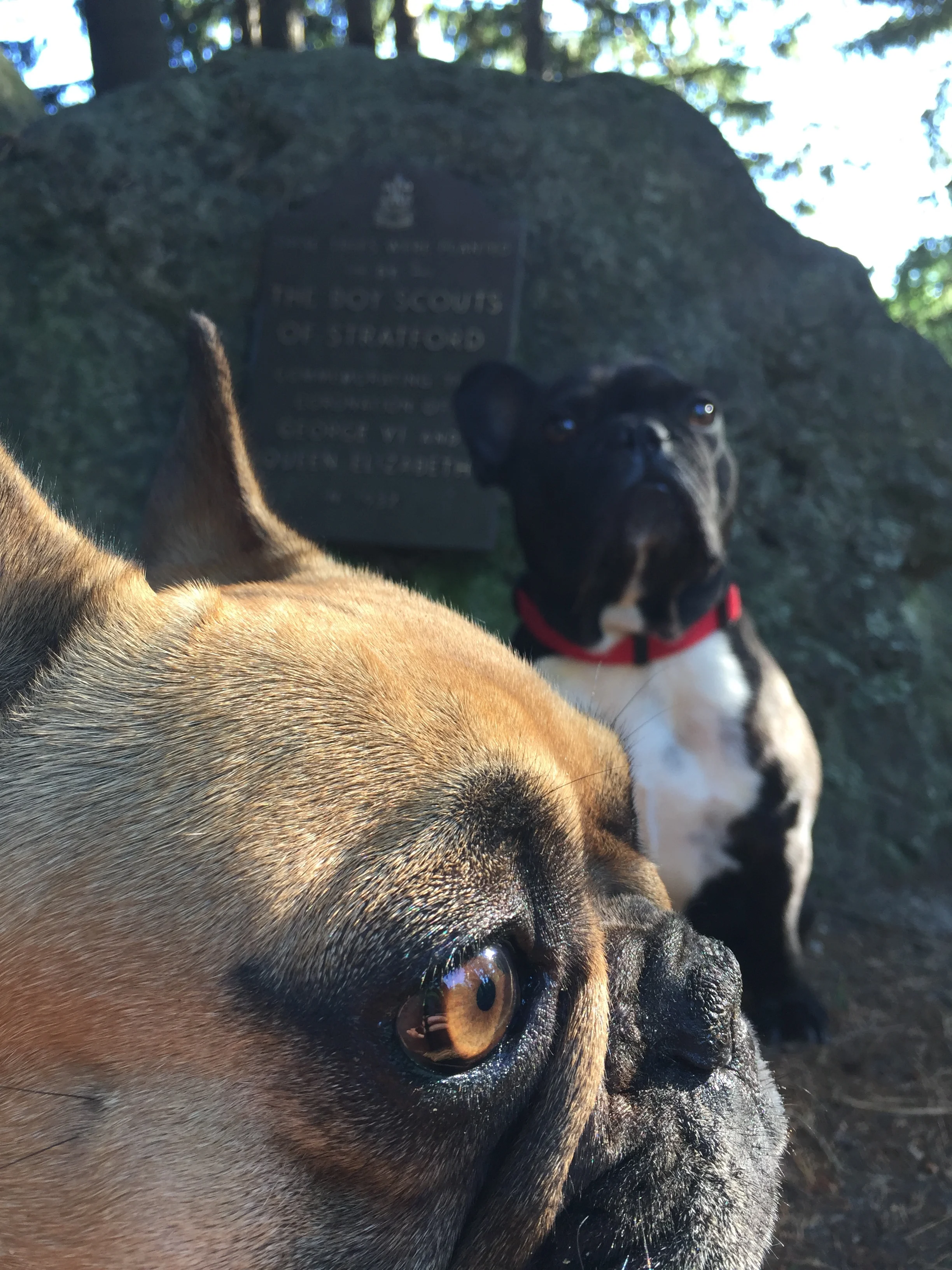 PICTUREPORTRAITS OF MIRABELLE'S FACEPARTS!! (3 photos) 