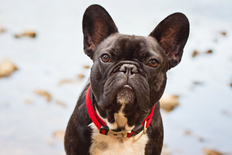 BRINDLETERM OF THE DAY: "A 'GAIN" ©