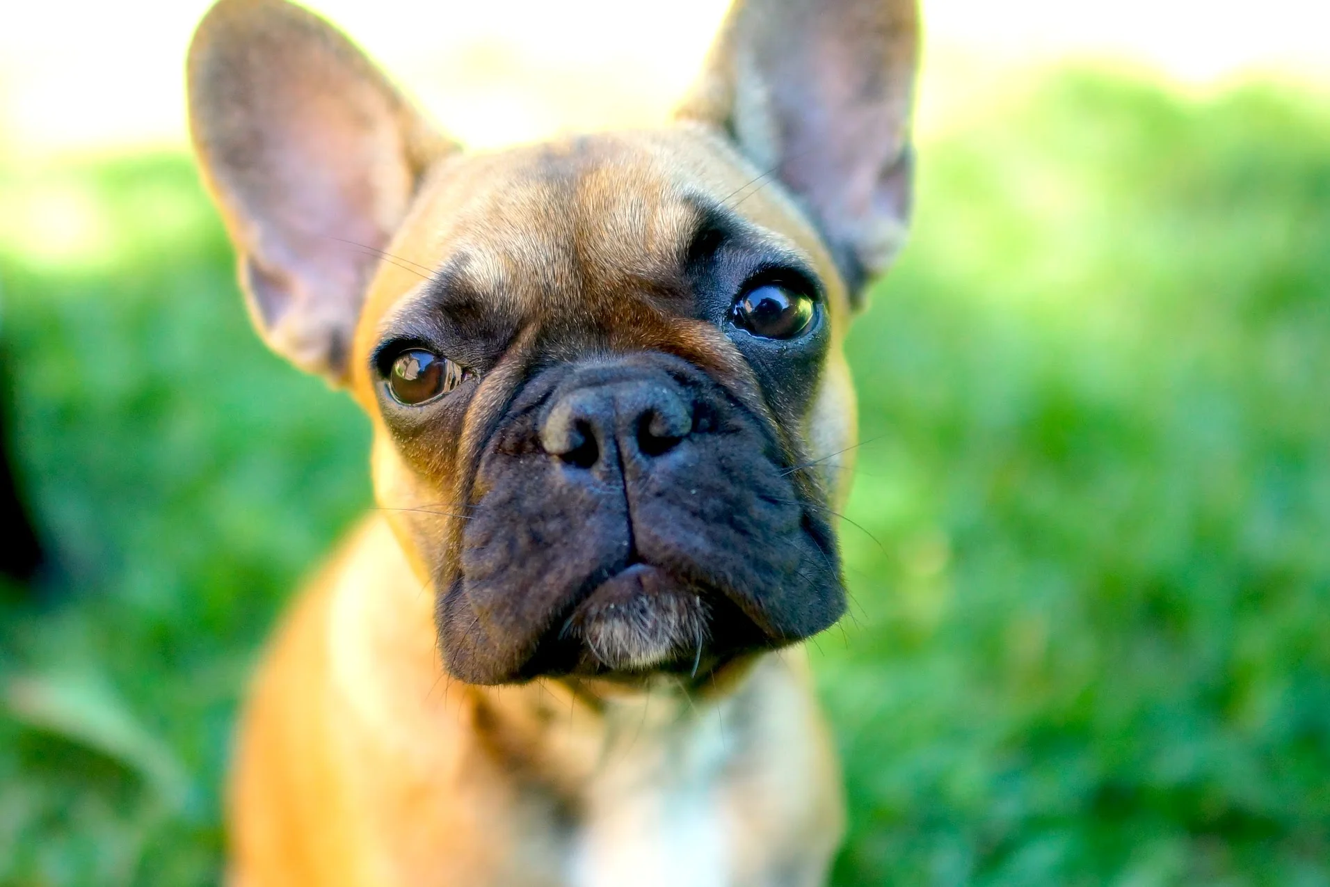 MIRABELLE'S SOOPER'MAZING ADOPTAVERSARY MEGA-GALLERY!! ( 31 photos) 