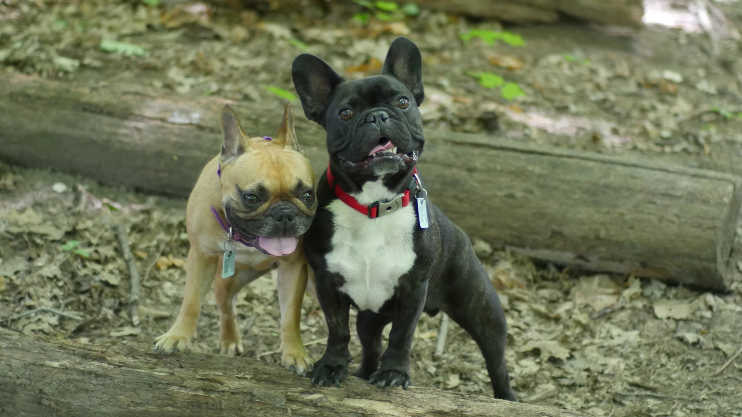 PICTUREPORTRAITS FROM EUSTON PARK!! (6 photos) 