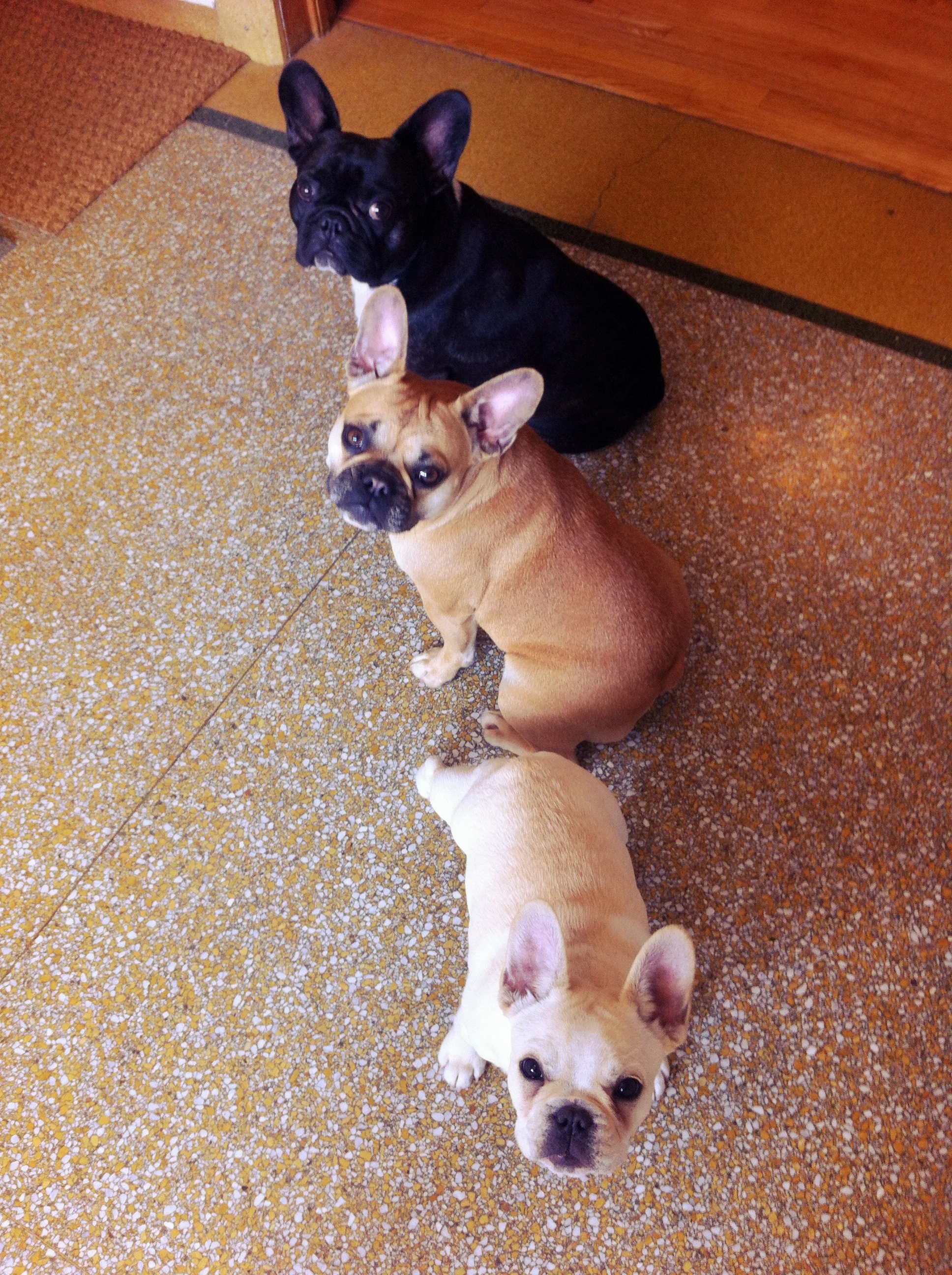 BRINDLETERM OF THE DAY: "BELLA PLUS BABY MABEL"